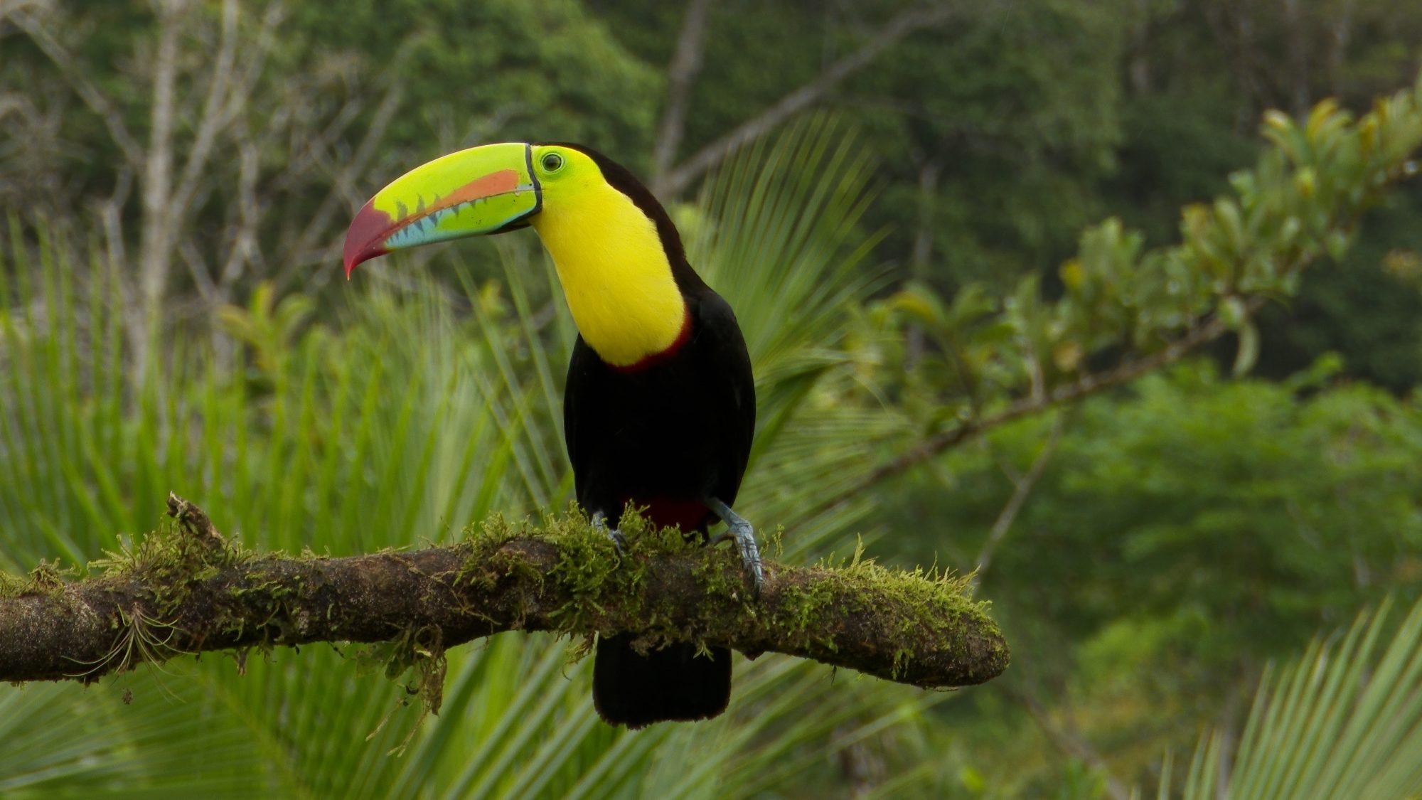 Keel-billed Toucan of Costa Rica, 2019