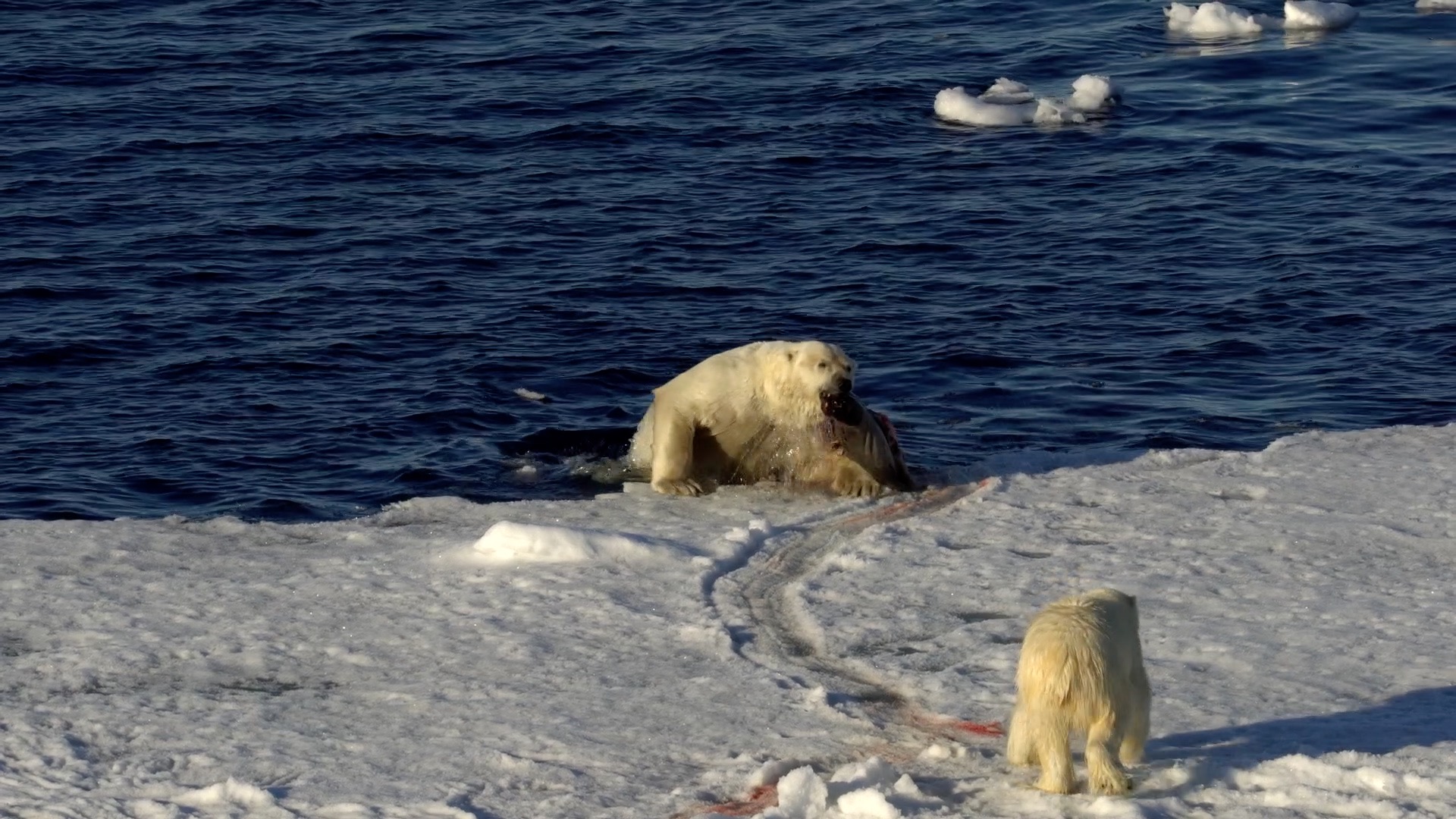 Huge male polar bear defends his seal kill from an interested female – Svalbard 2016
