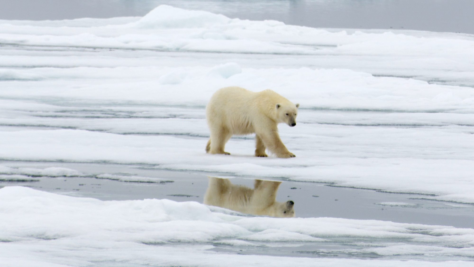 Close encounter with a polar bear – Svalbard 2019