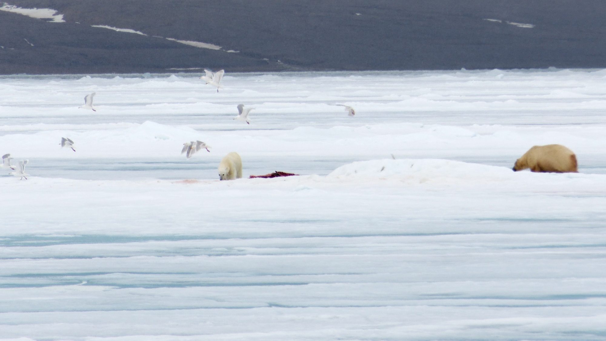 Two polar bears vie for a seal carcass – Svalbard 2019