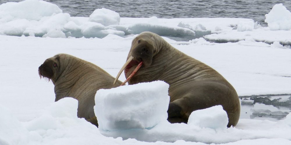 Two Polar Bears Vie For A Seal Carcass Graham Boulnois