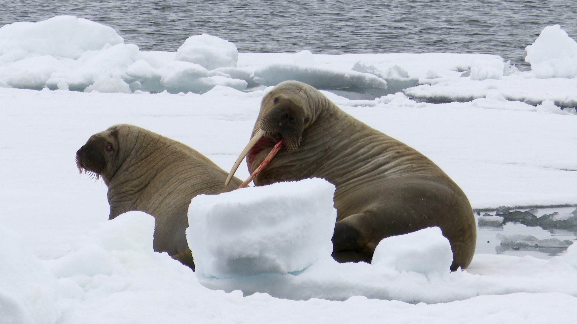 The mighty Walrus on ice – Svalbard 2019
