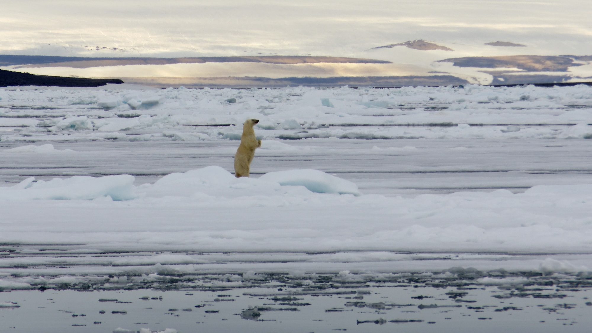 Polar bear on an aquatic hunt for a bearded seal – Svalbard 2019