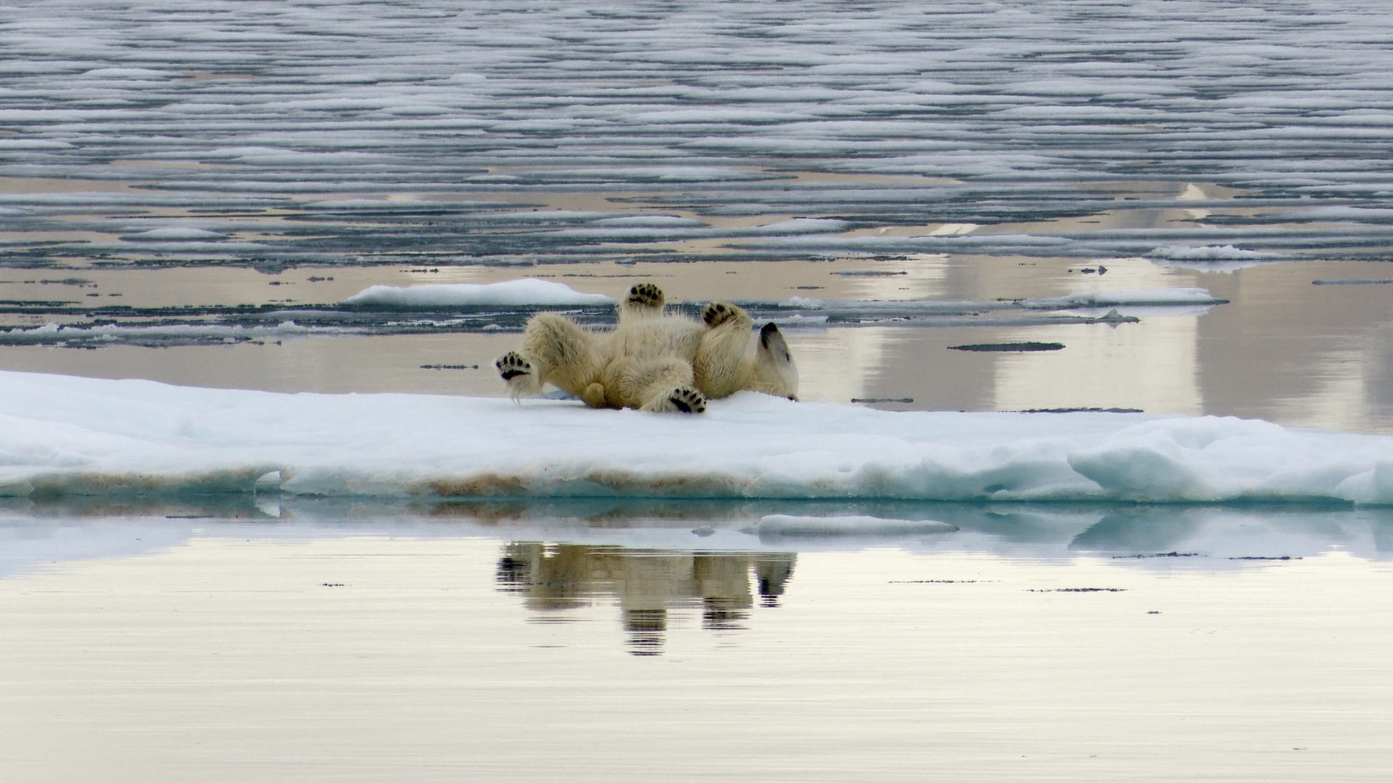 Magnificent Polar Bears of Svalbard, 2019