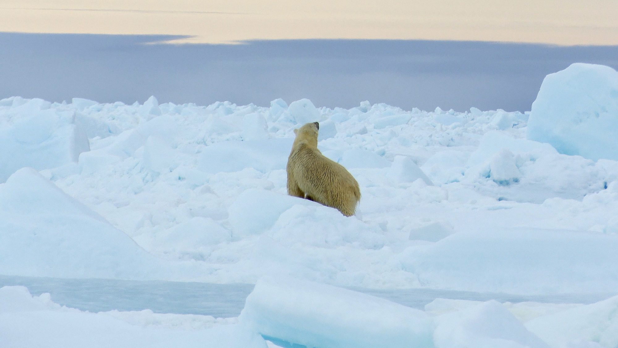 Arctic icon: Polar Bear deep in the ice – Svalbard 2019