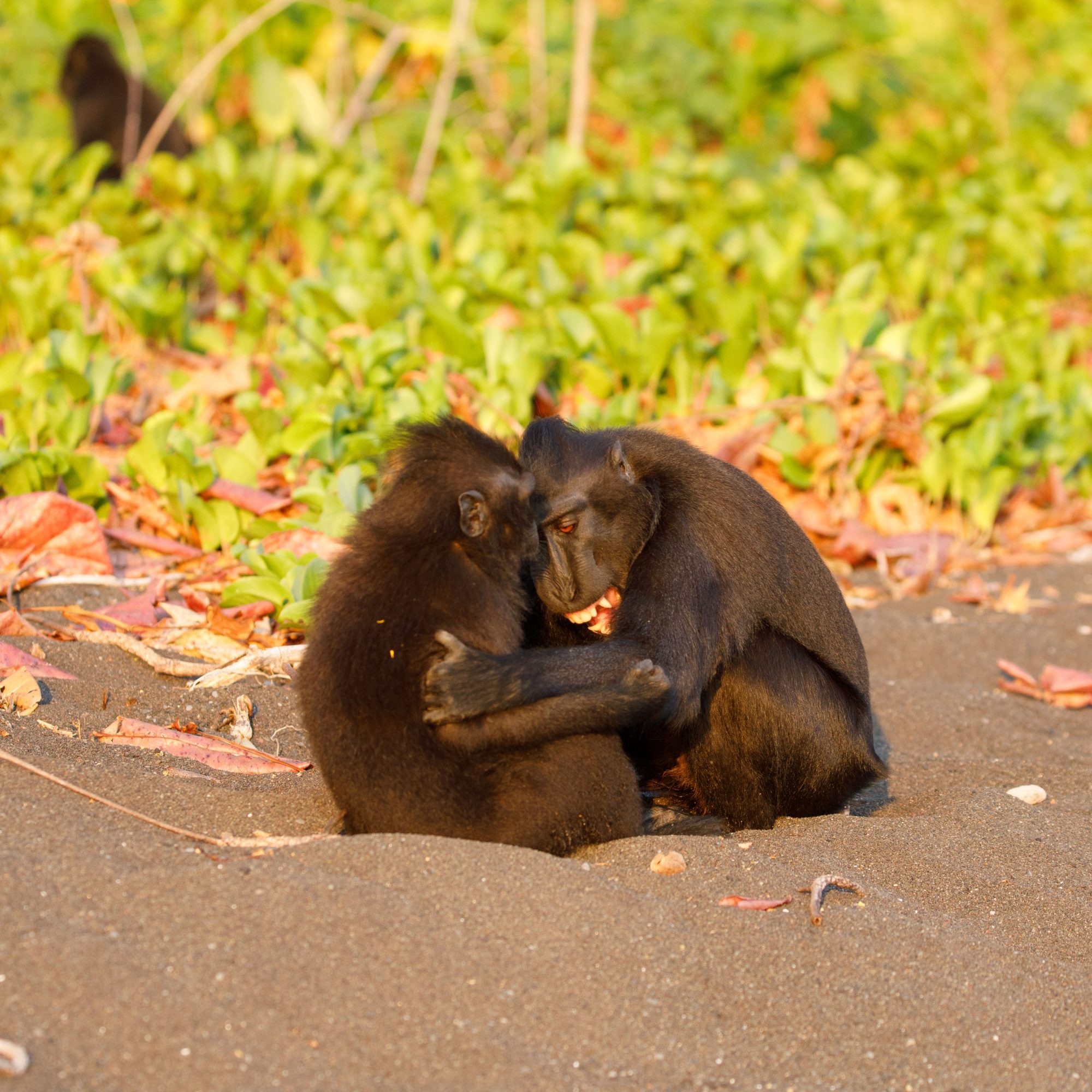 Young Crested Black Macaques playing on the beach – Sulawesi, Indonesia, 2019