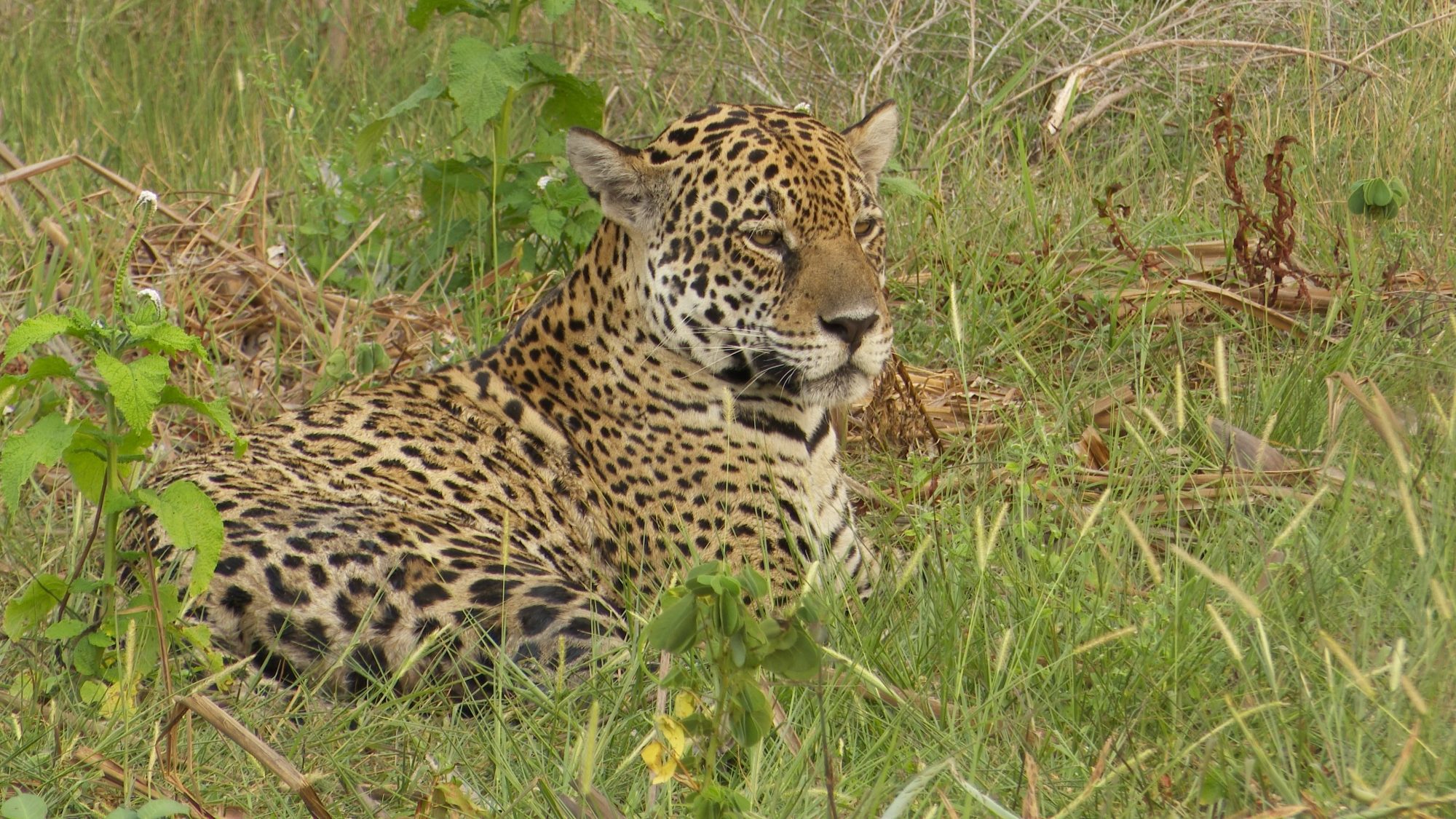 Jaguar: a spectacular cat – Pantanal, Brazil 2019