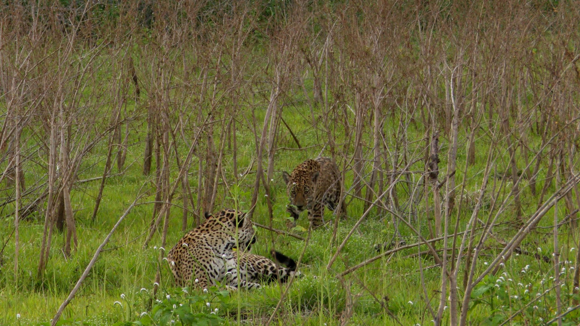 Jaguar cub plays with mother – Pantanal, Brazil 2019