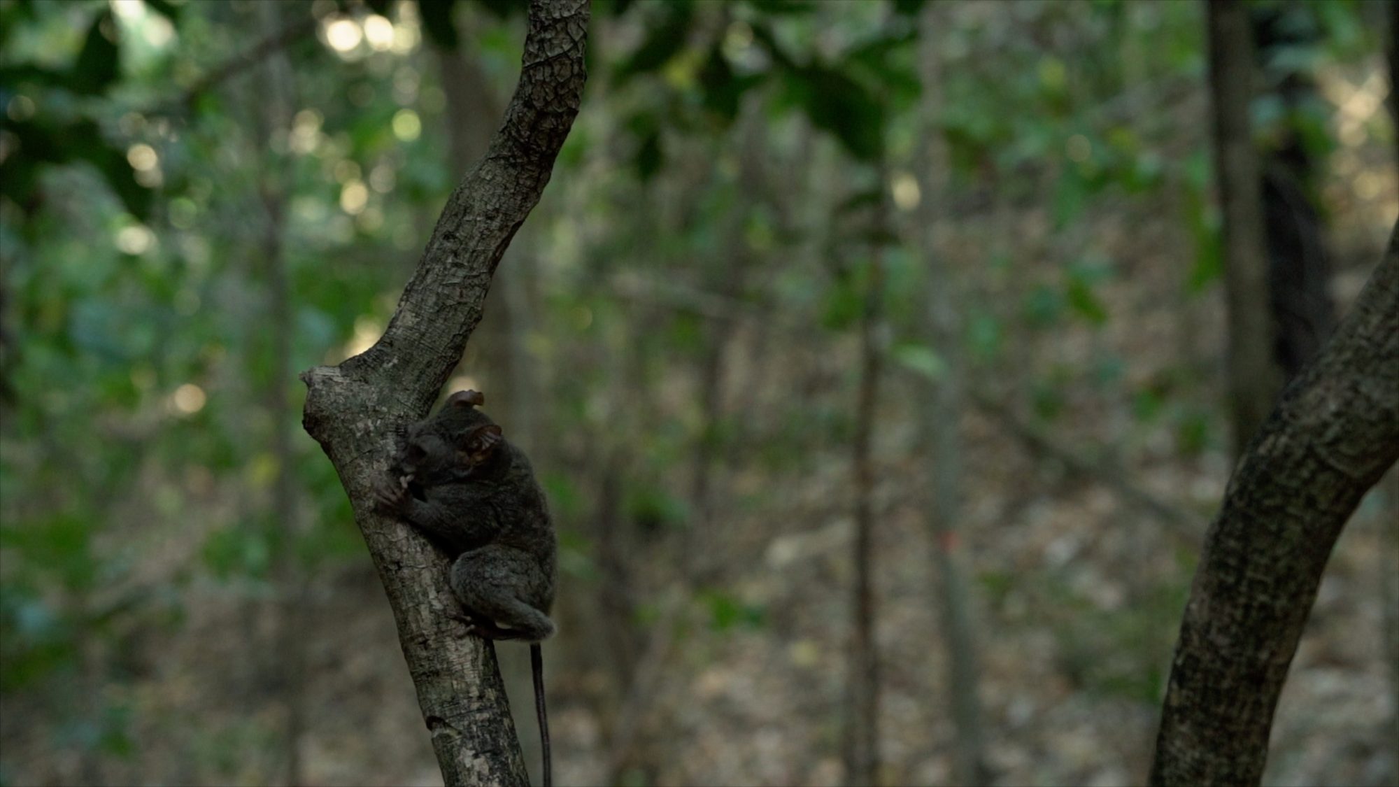 Spectral Tarsiers of Sulawesi – Indonesia, 2019