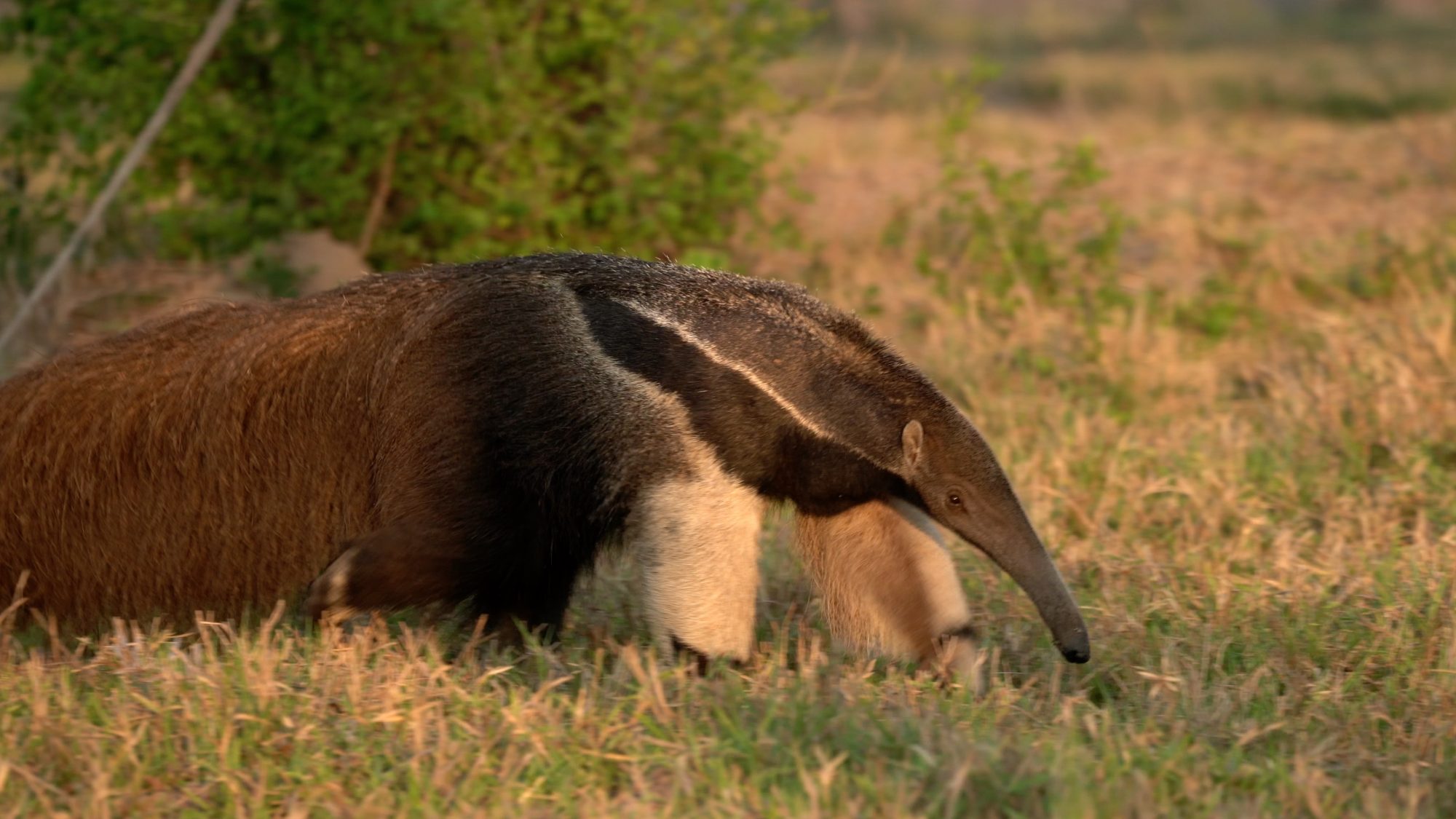 Giant Anteaters – Pantanal, Brazil 2019