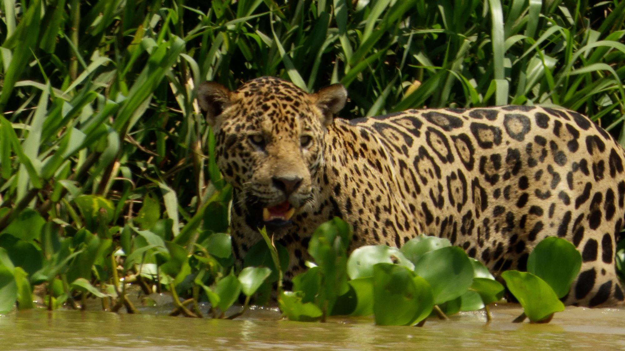 Jaguar close up! – Pantanal, Brazil 2019