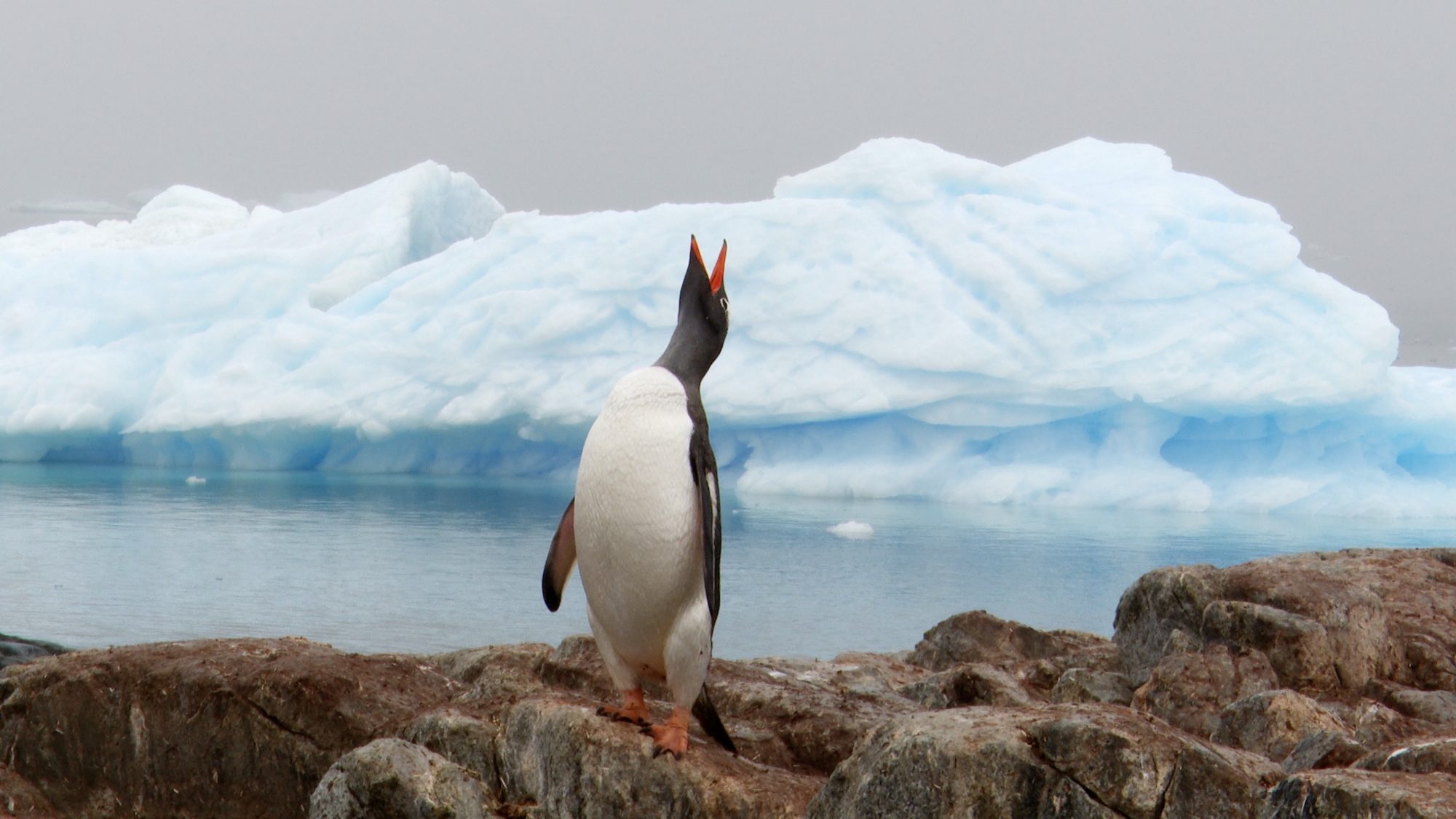 Gentoo Penguins – Antarctica 2020