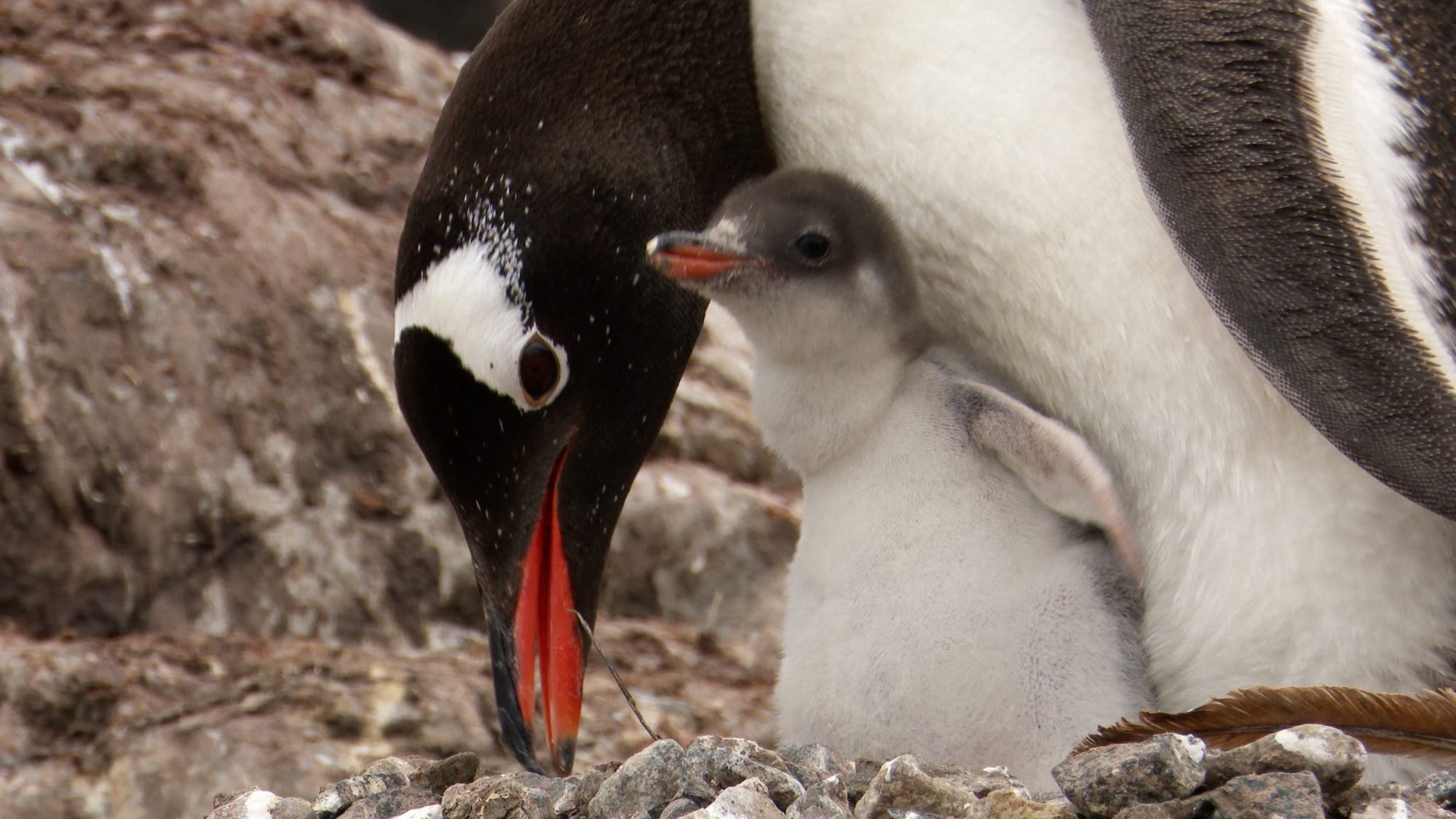 Gentoo Penguin chicks – Antarctica 2020