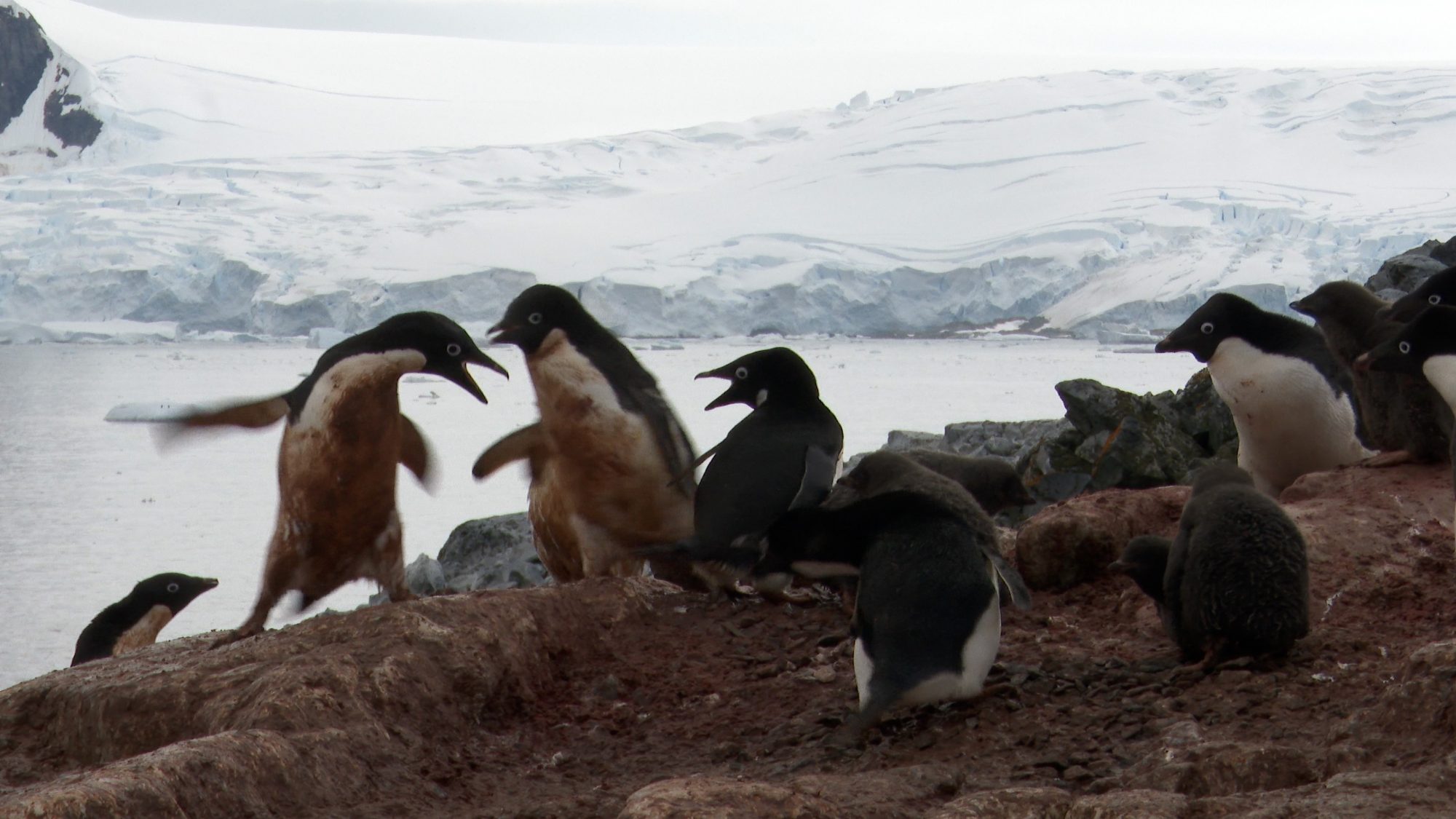 Penguin punch-up! – Antarctica 2020