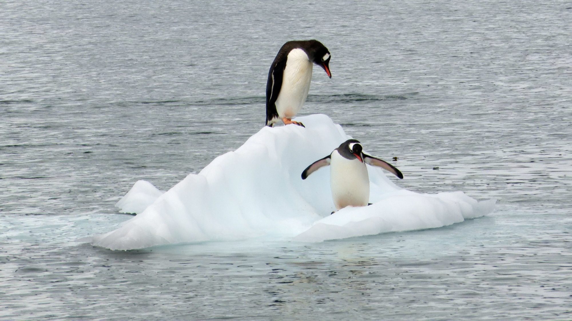 Playful Gentoo Penguins – Antarctica 2020