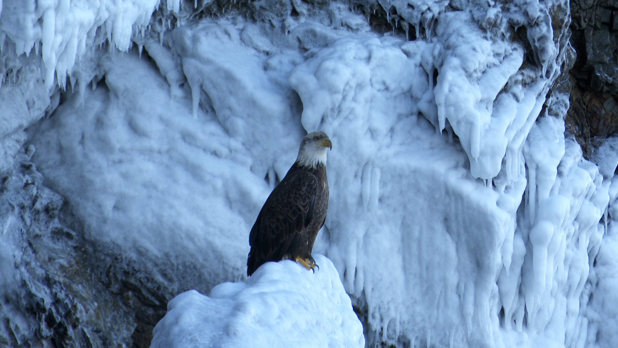 Bald Eagles on icy rocks – Alaska 2020