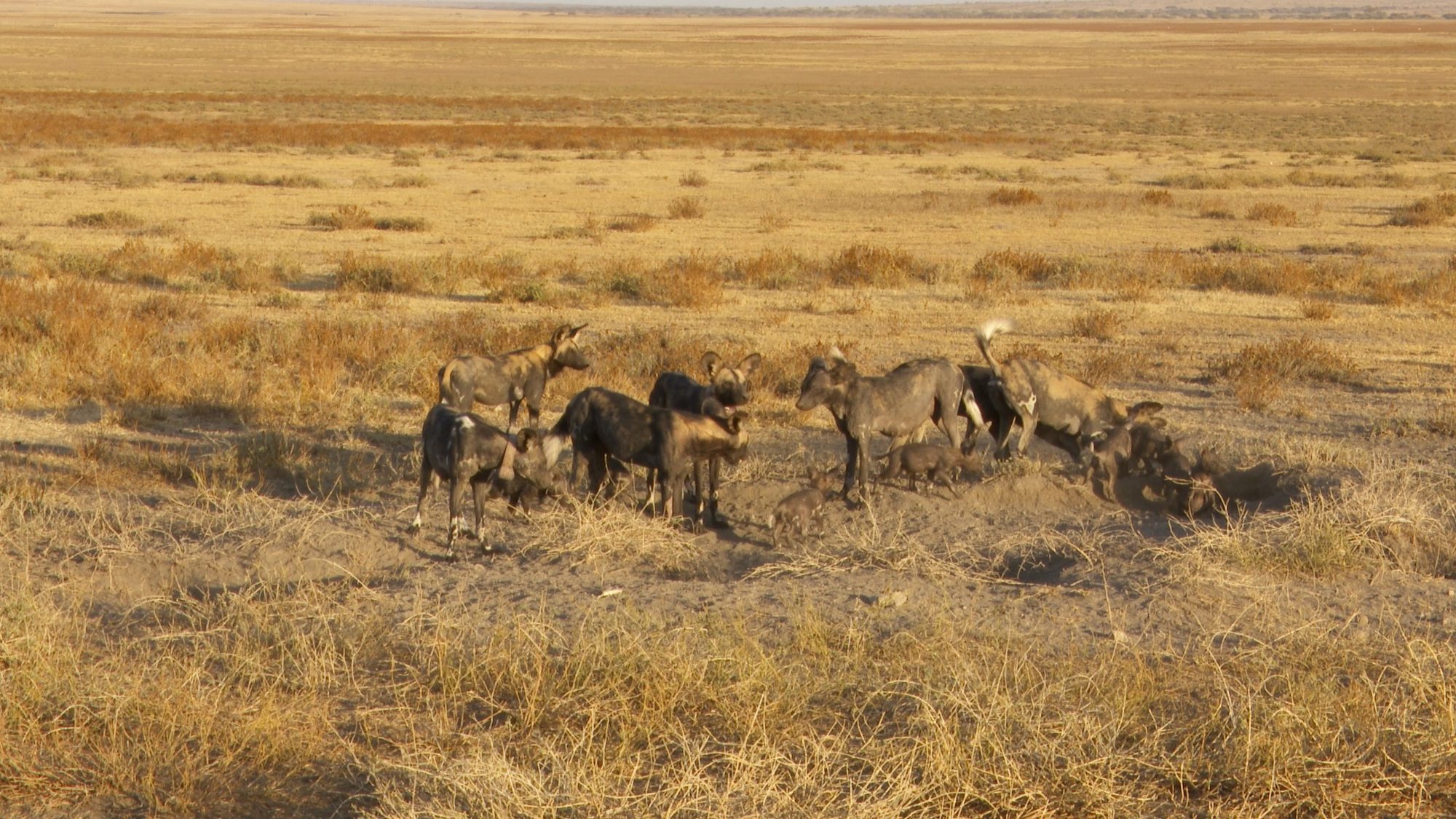 At an African Wild Dog den - Graham Boulnois