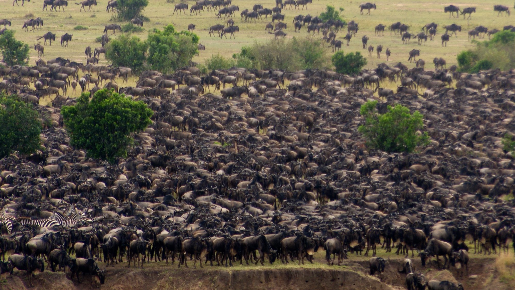 The great migration: Wildebeest crossing the Mara river – Tanzania, 2019