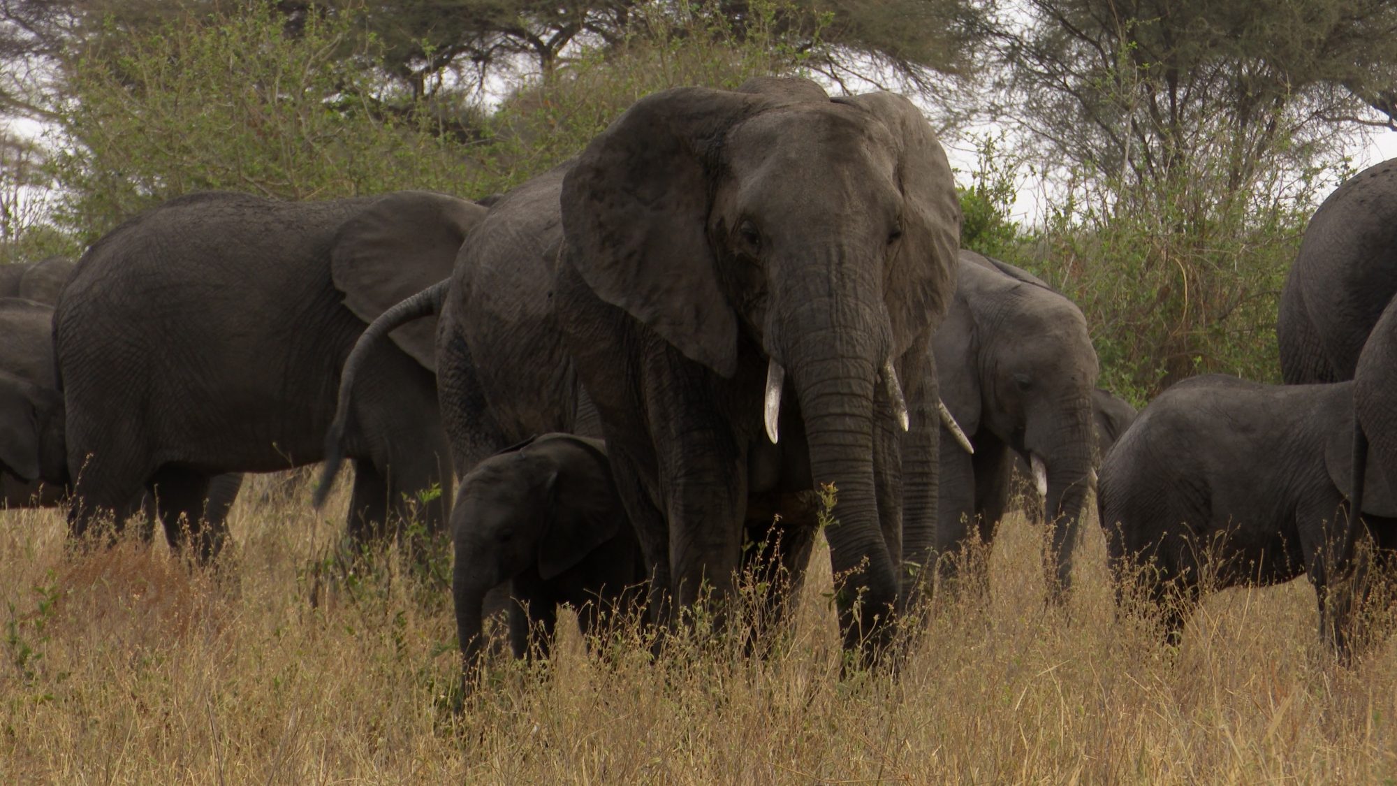 With the Elephants – Tanzania, 2019