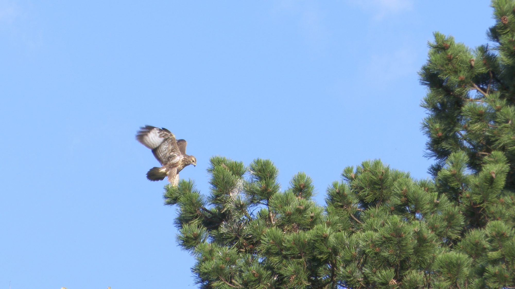 Buzzards successfully raise a chick (Part 3) – Cheshire, UK 2020