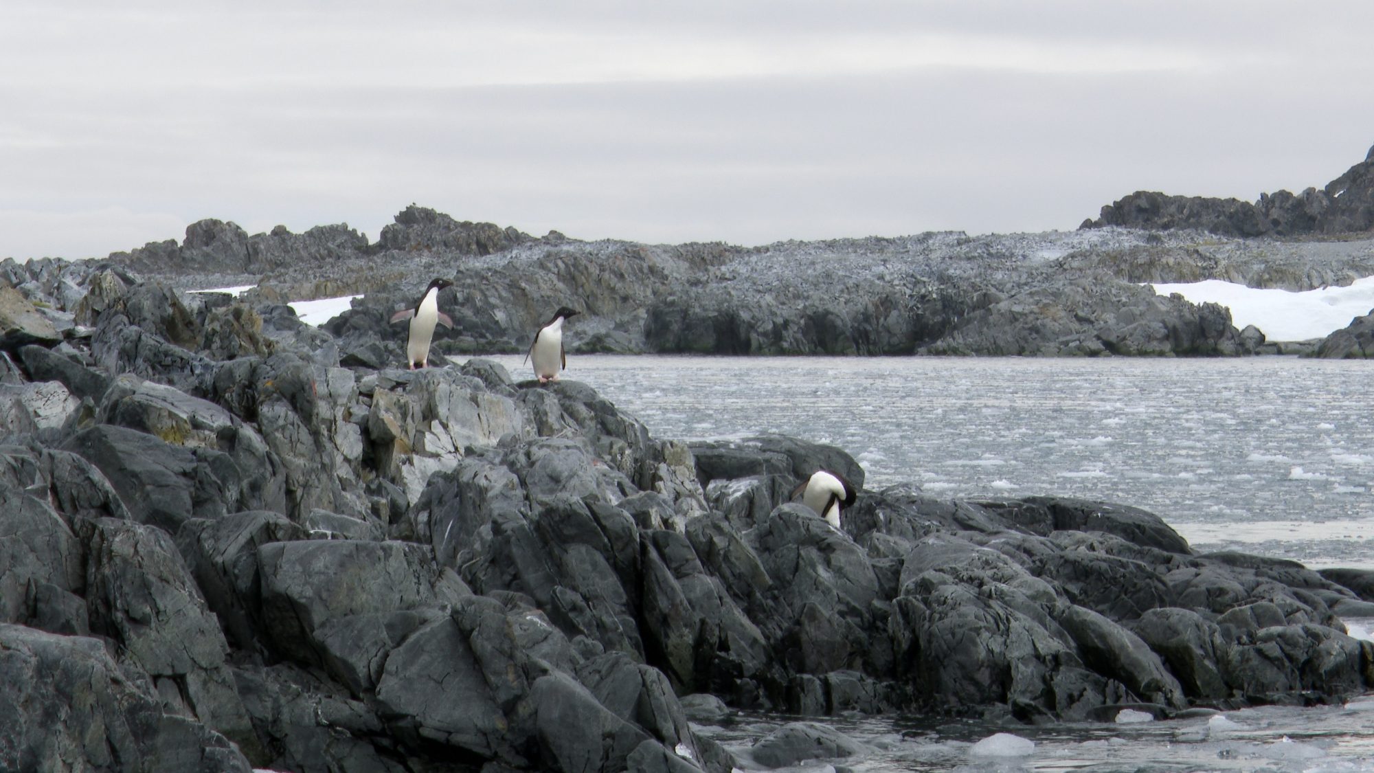 Adelie penguins by the icy sea – Antarctica, 2020