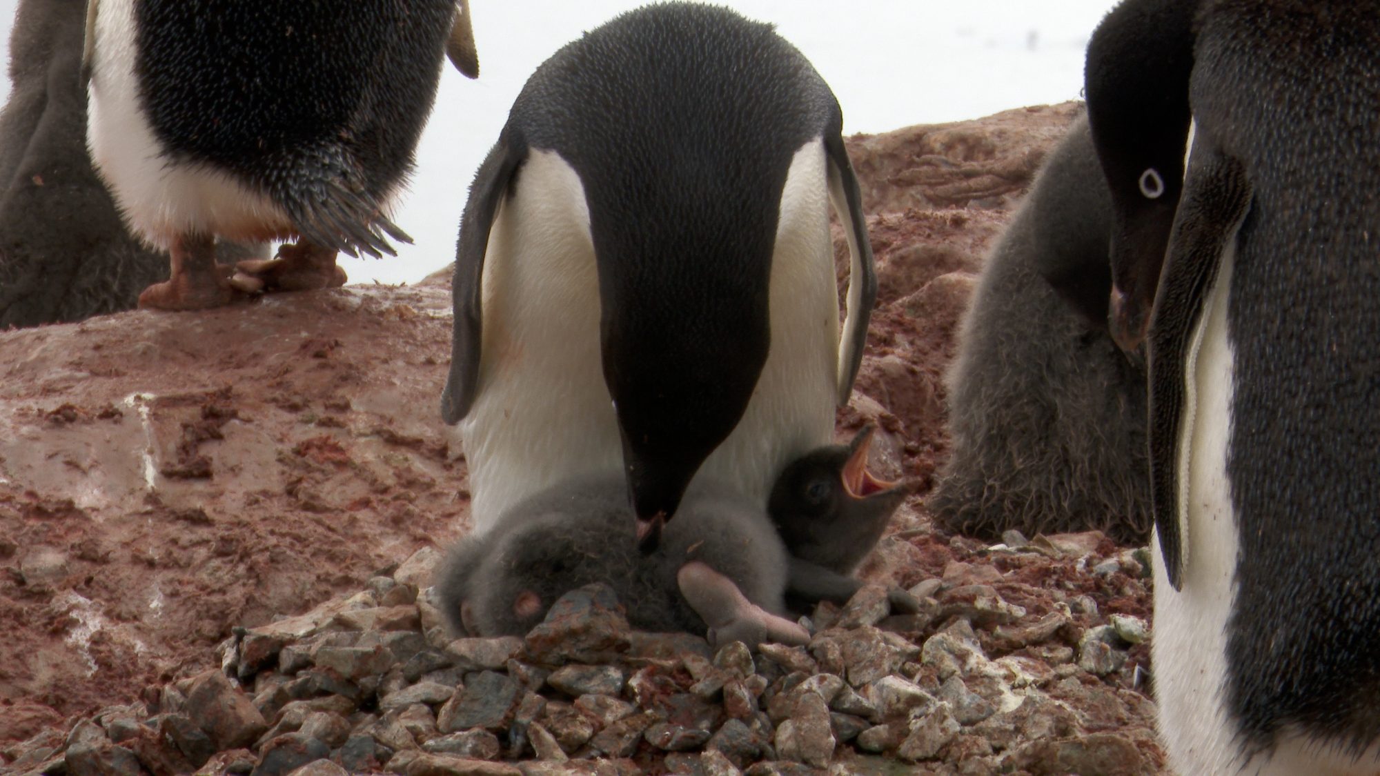 Adelie penguins and their chicks – Antarctica, 2020