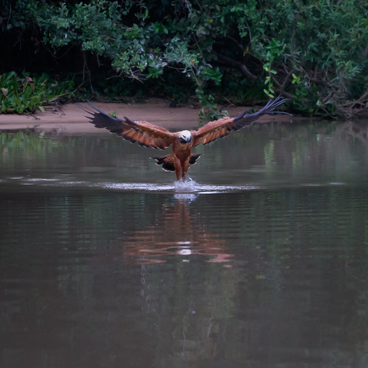 Hawks fishing on the Pixiam River – Pantanal, Brazil 2019