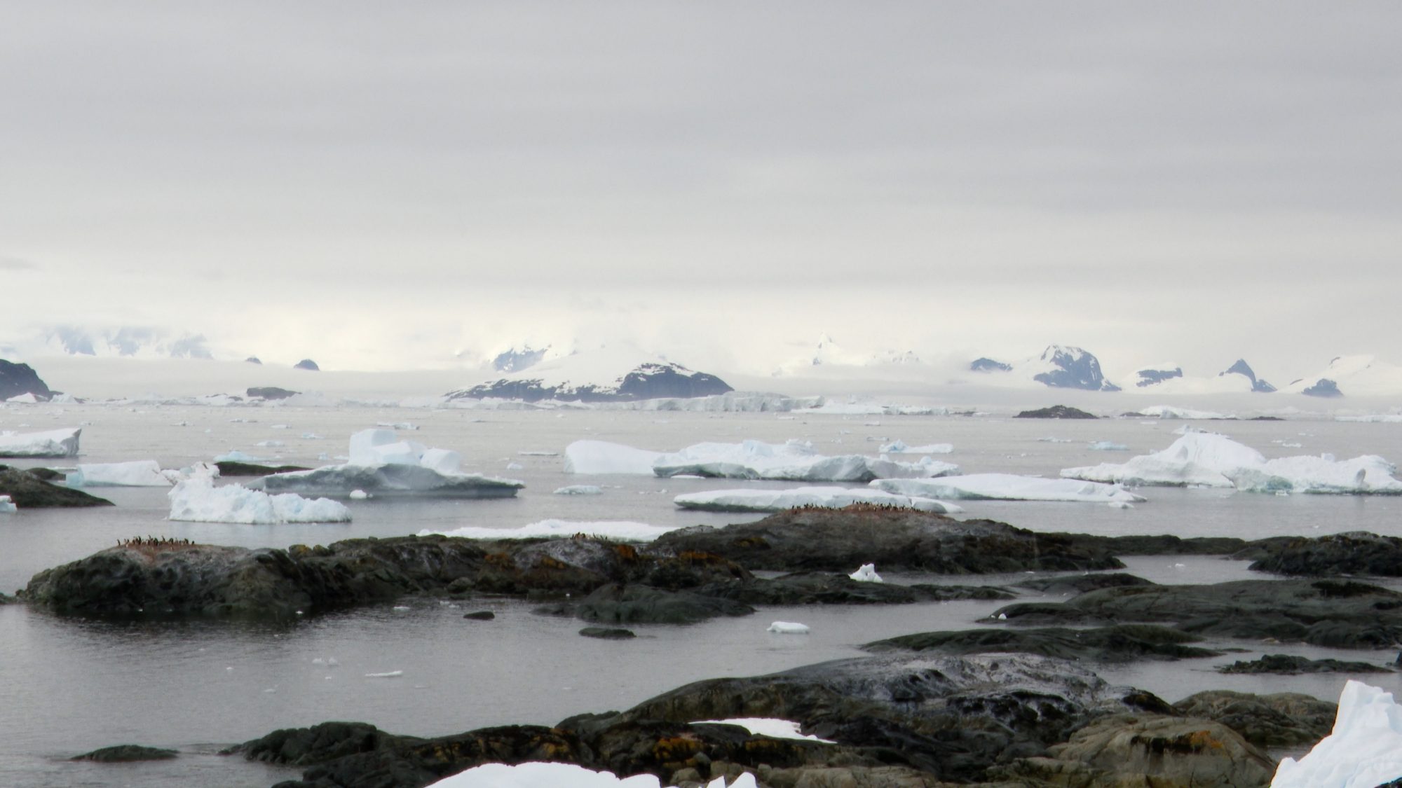 The beautiful Yalour Islands and its Adelie Penguins – Antarctica, 2020