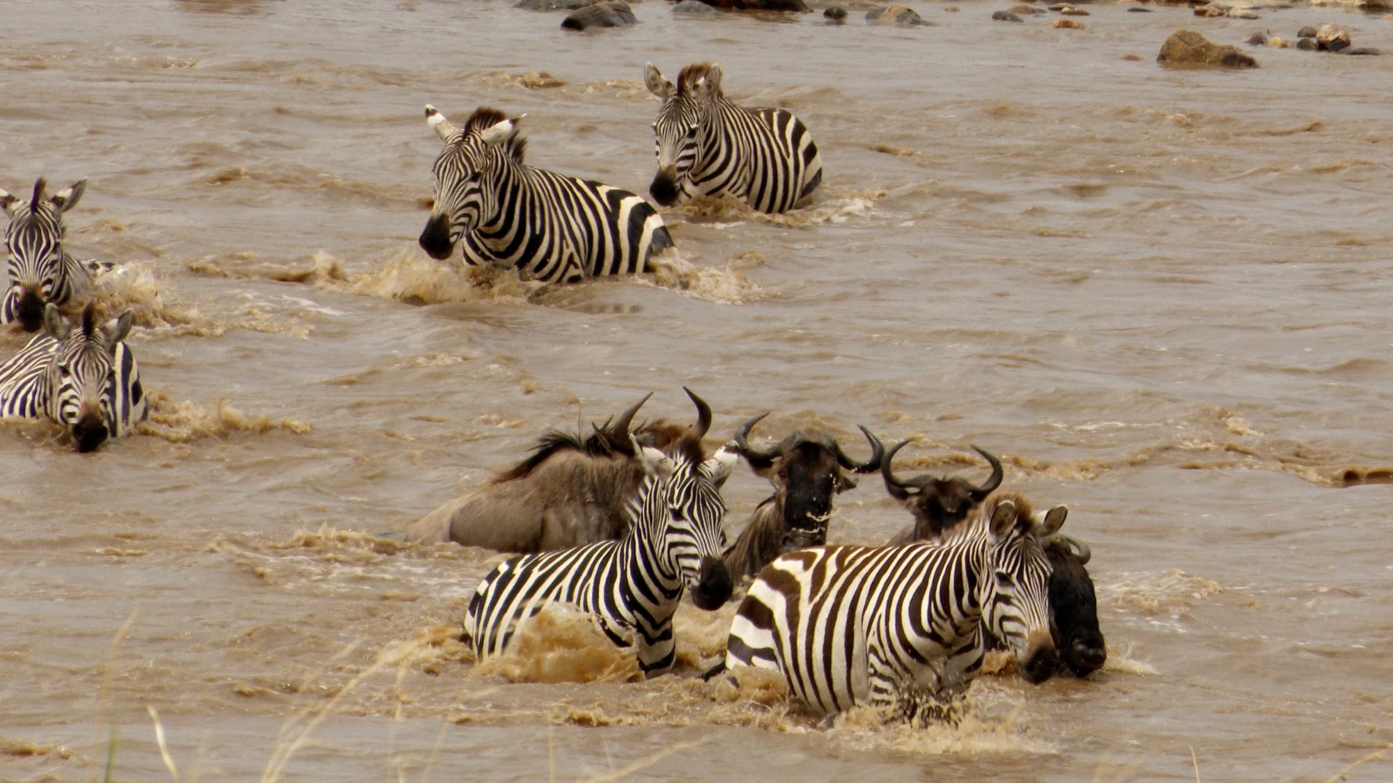 Zebra cross the Mara River during the great migration – Tanzania, 2019
