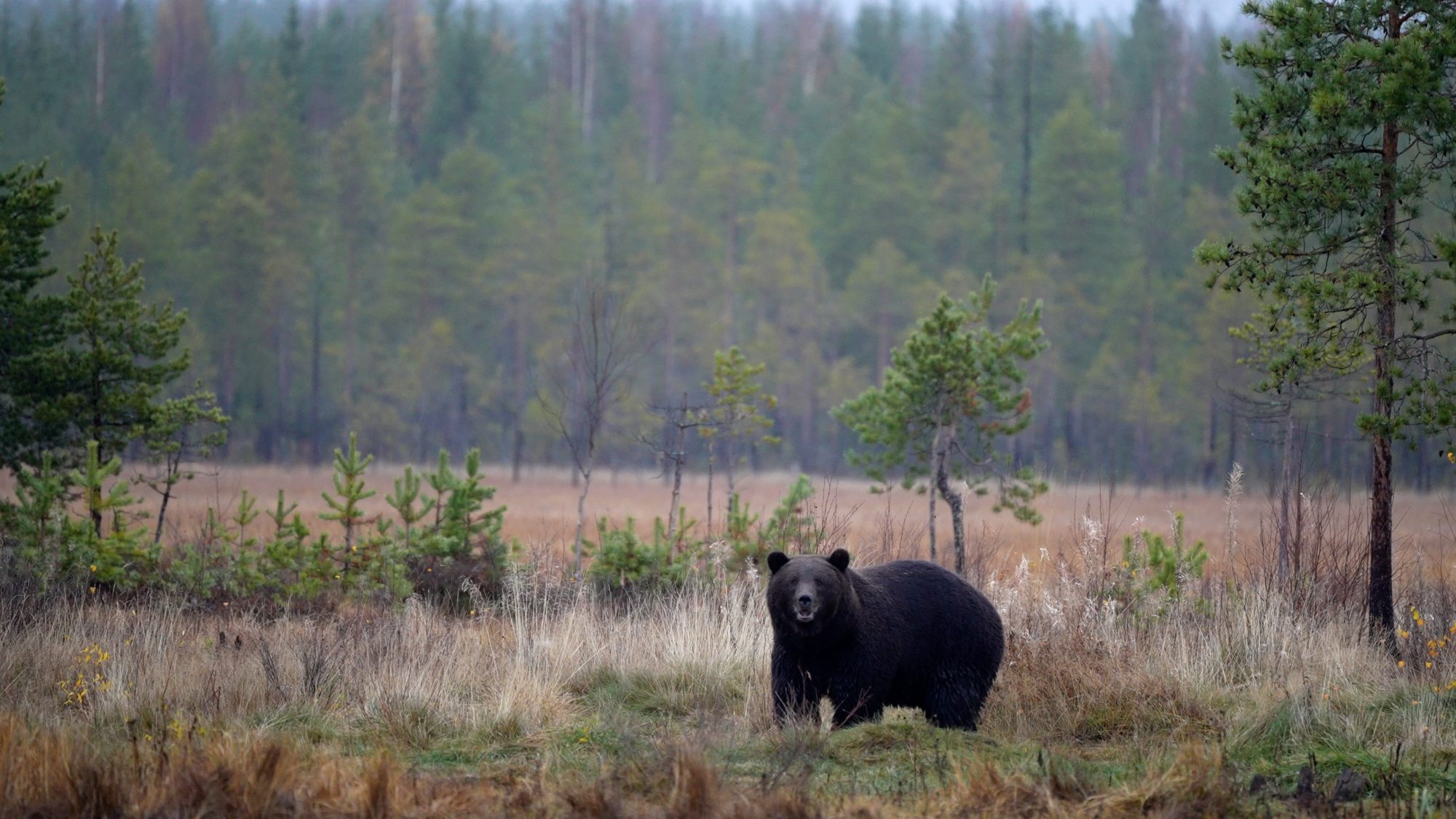 Brown Bear checks out a reindeer carcass – Finland 2021