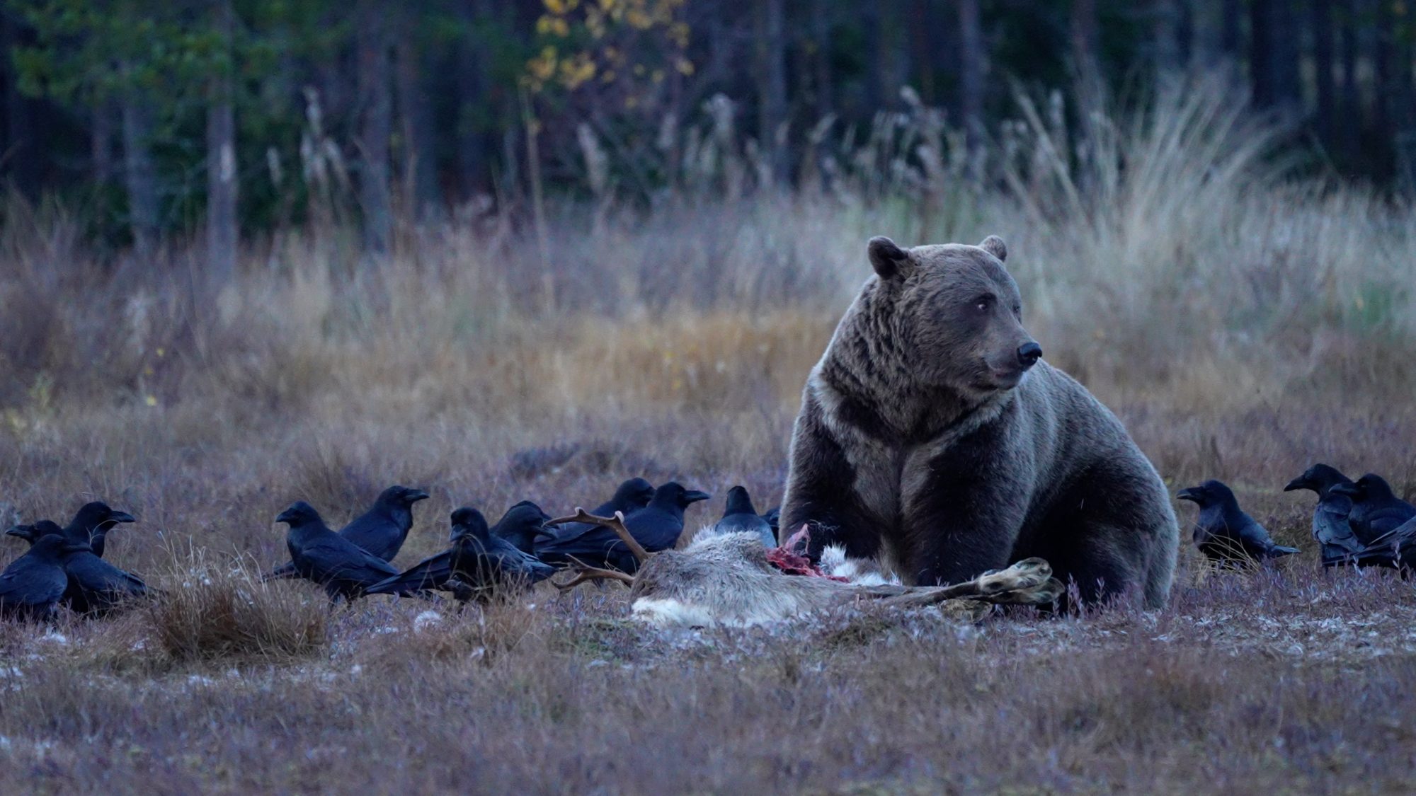 Eurasian Brown Bear on a reindeer carcass – Finland 2021