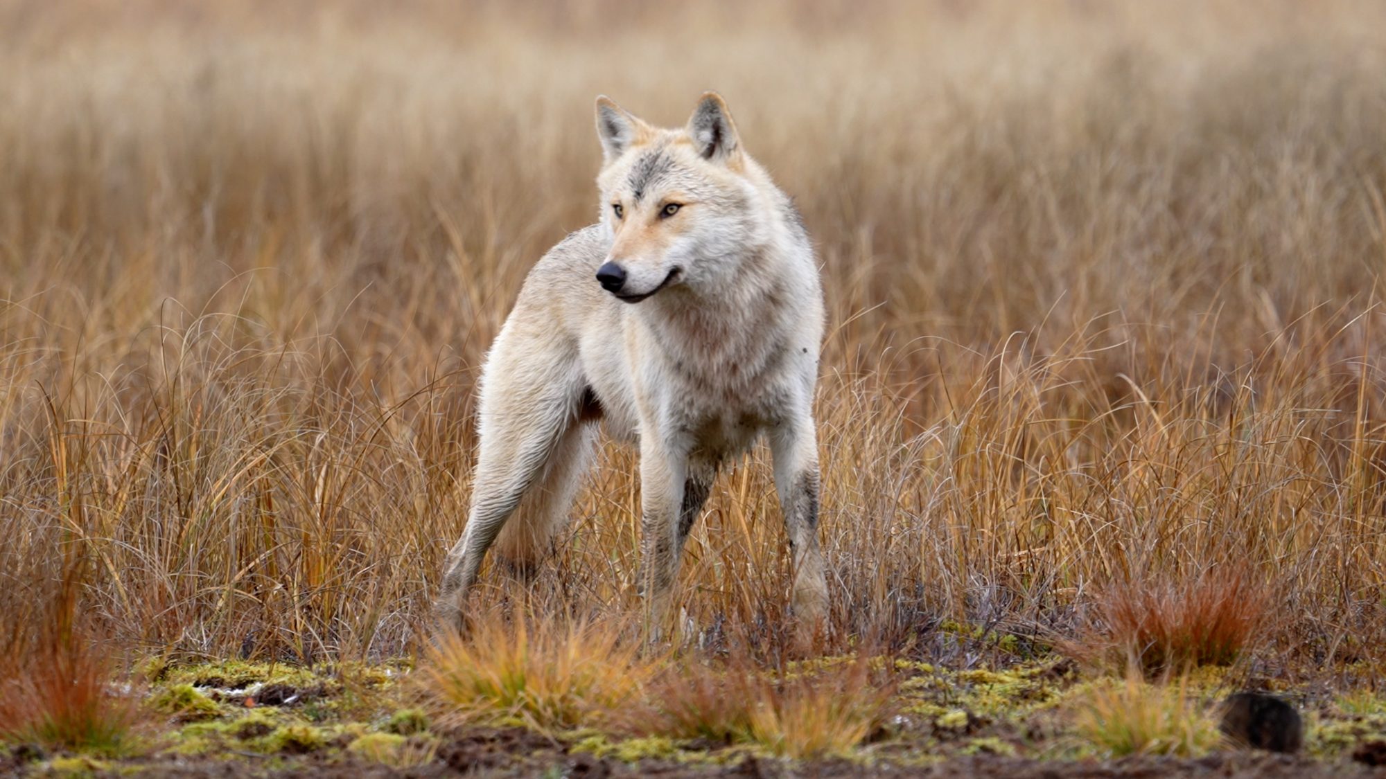 Wonderful wolf: the alpha male – Finland 2021