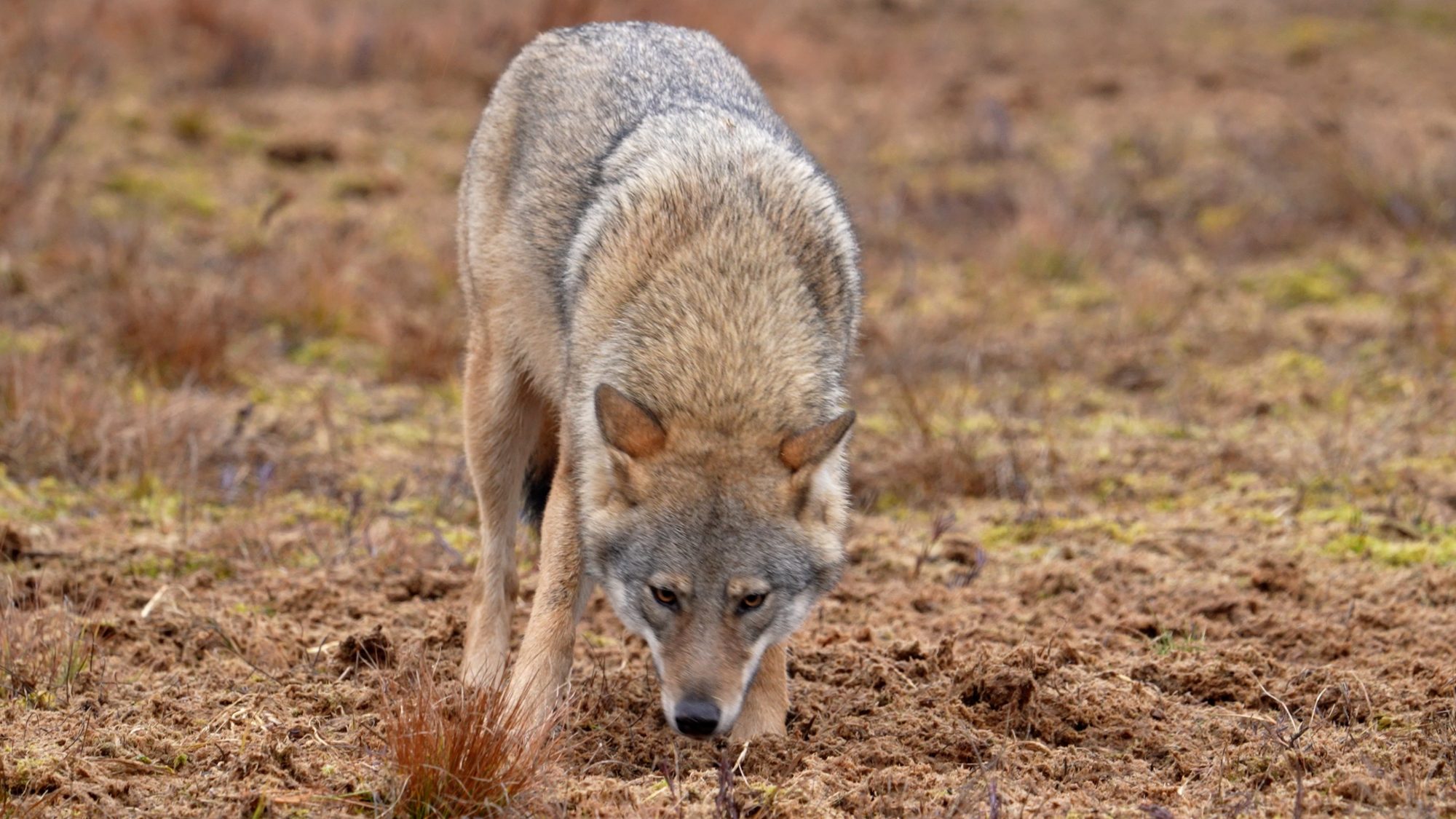 Eurasian Wolves in a meadow – Finland 2021
