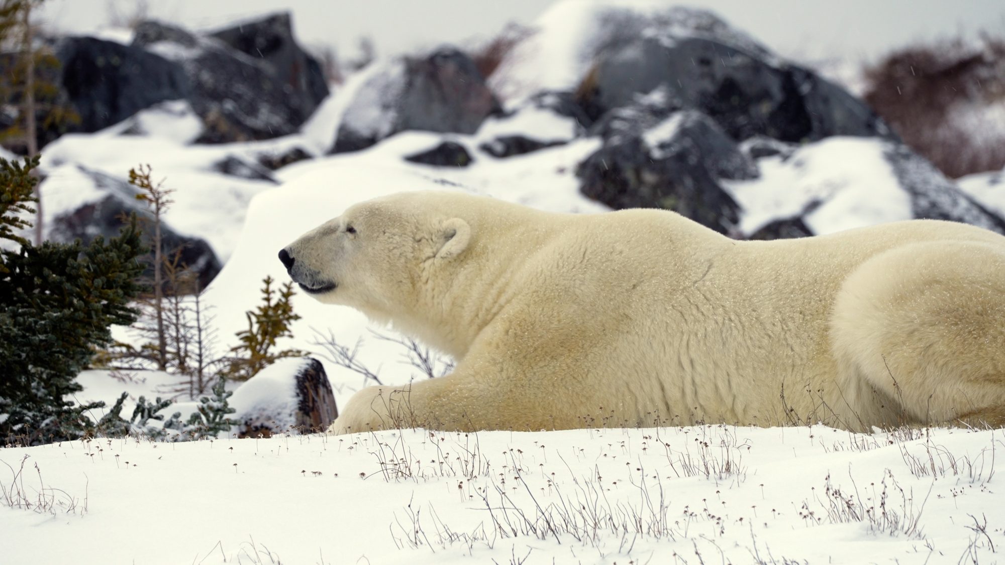 Magnificent male Polar Bear – Churchill, Canada 2021