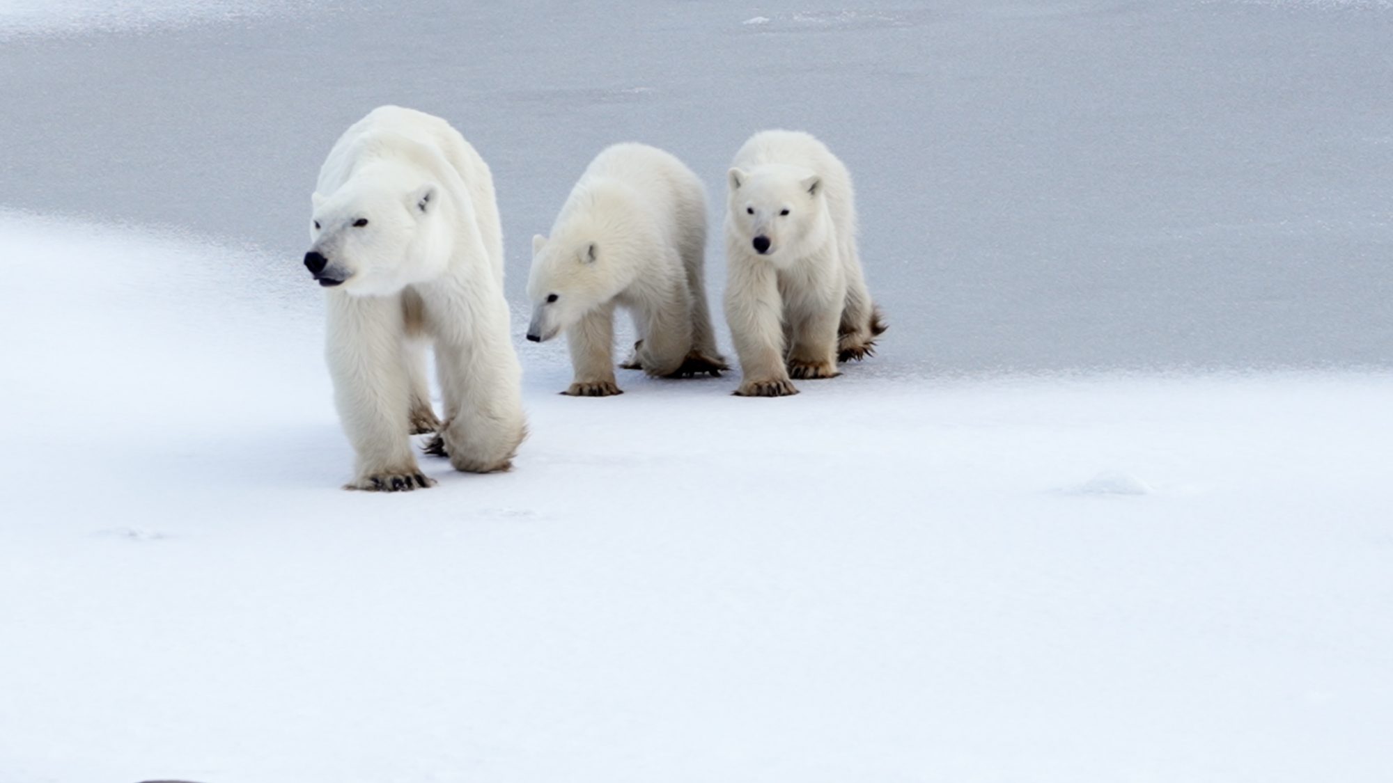 Polar Bear and cubs cross the ice – Churchill, Canada 2021