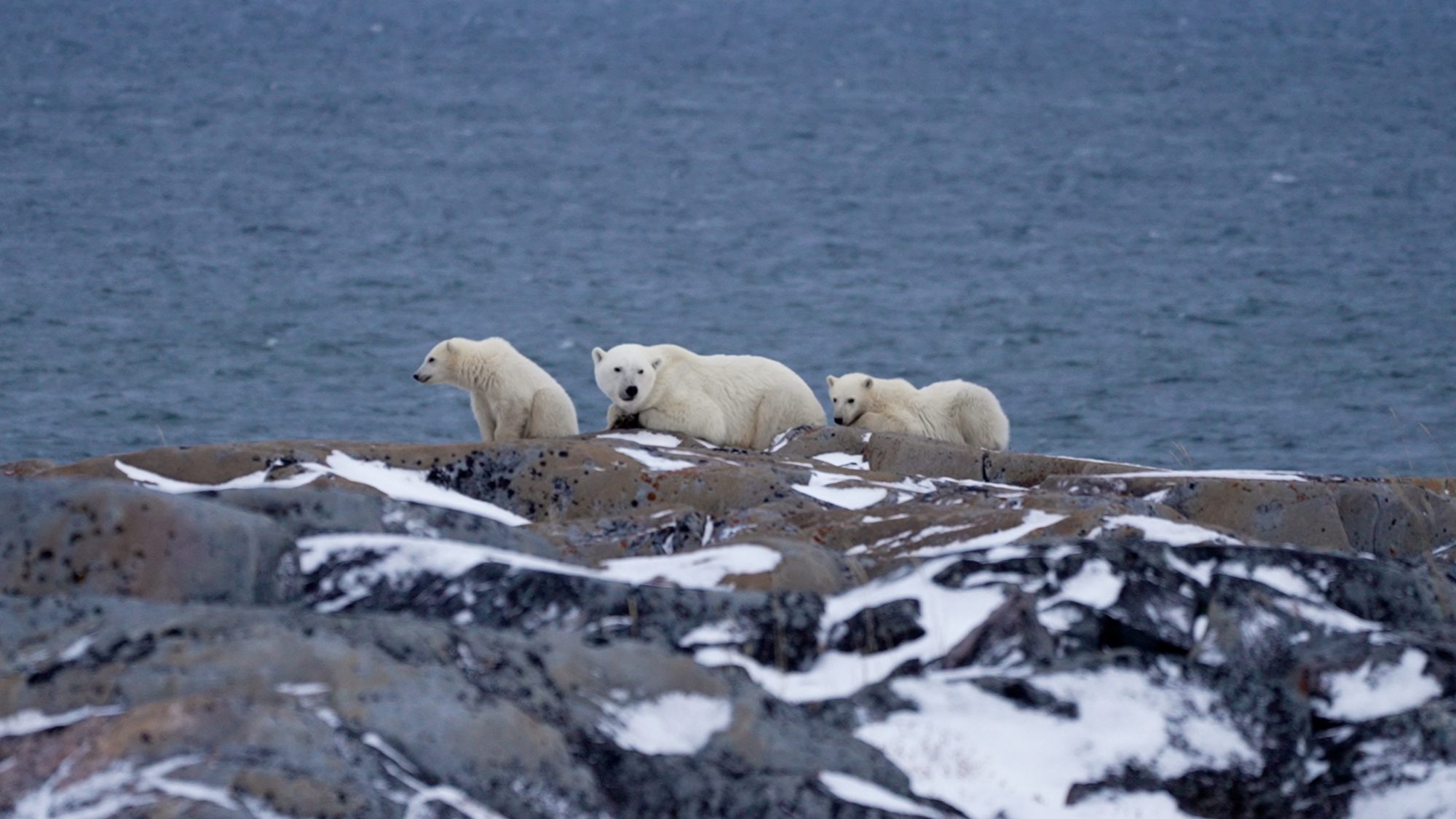 Polar Bear and cubs at the shore – Churchill, Canada 2021