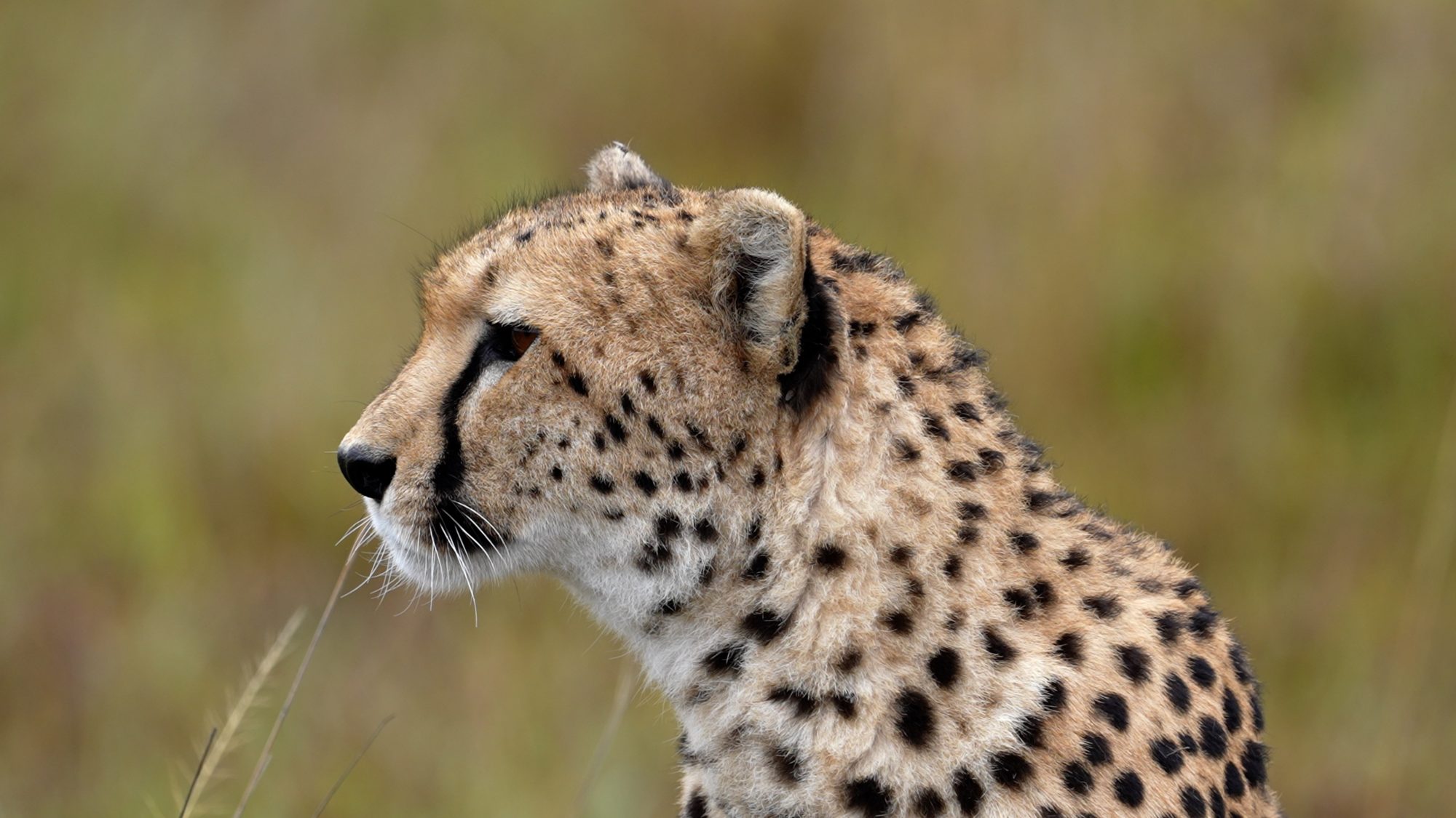 A morning in the life of a Cheetah family – Maasai Mara 2022