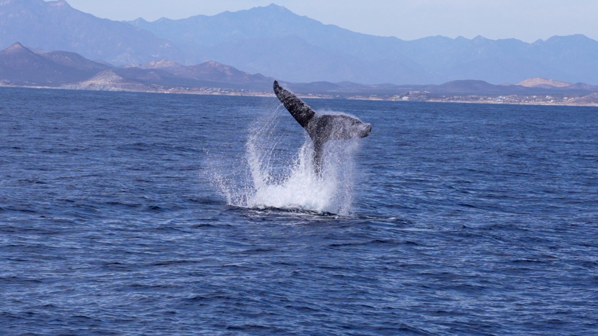 Active Humpback Whales – Baja, Mexico 2022