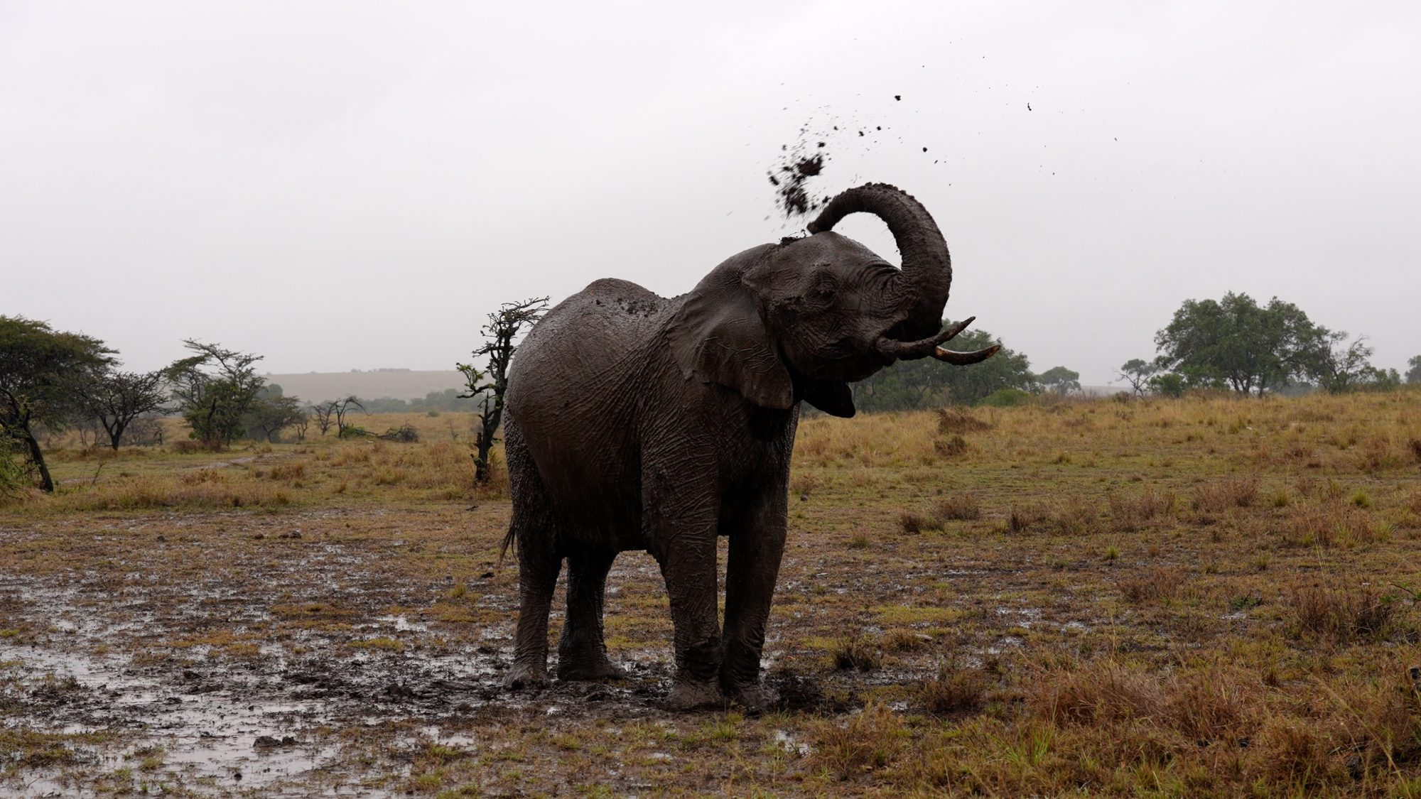 Elephants enjoy the rain – Maasai Mara 2022