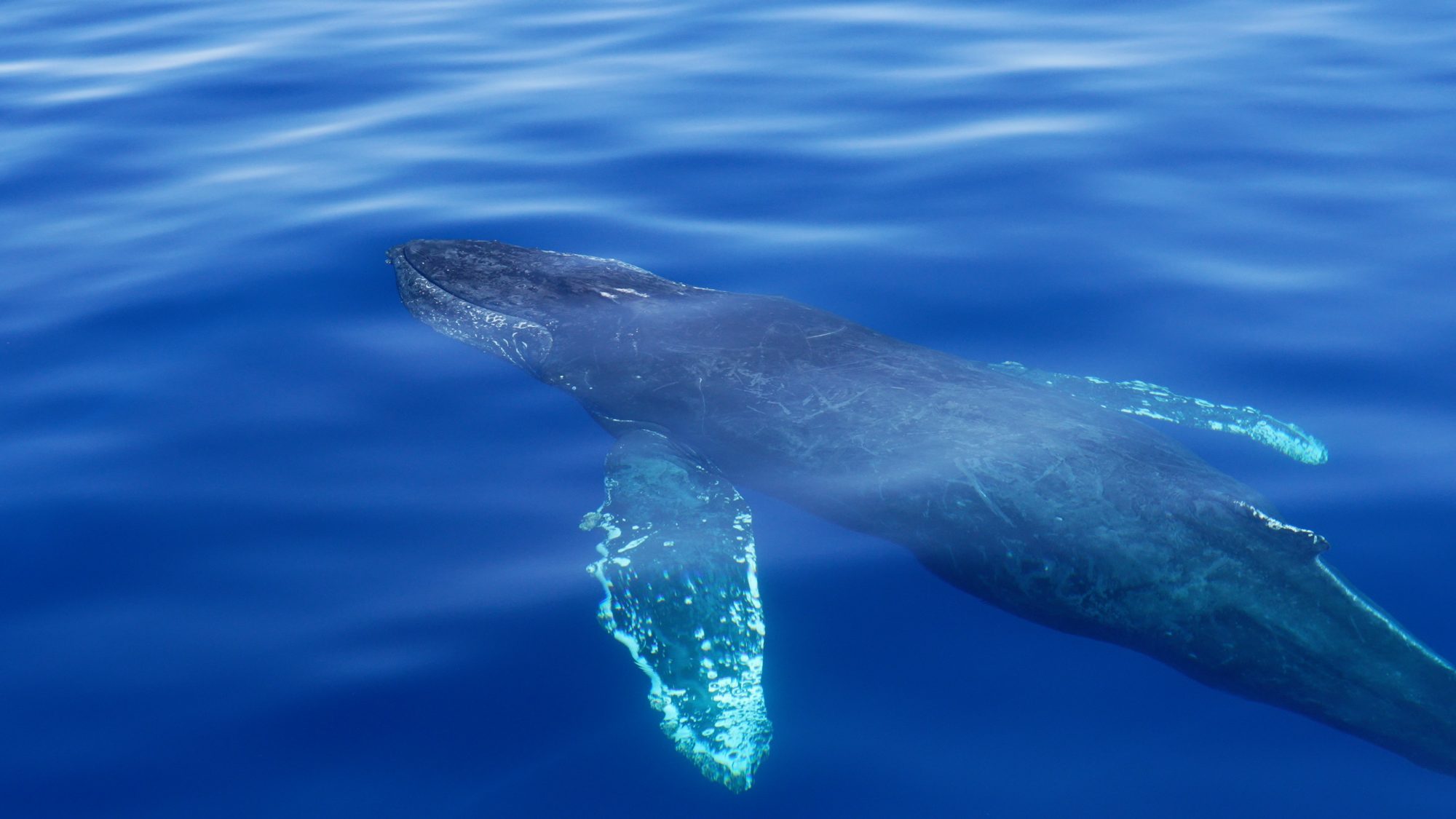 Stunning Humpback Whales – Baja, Mexico 2022