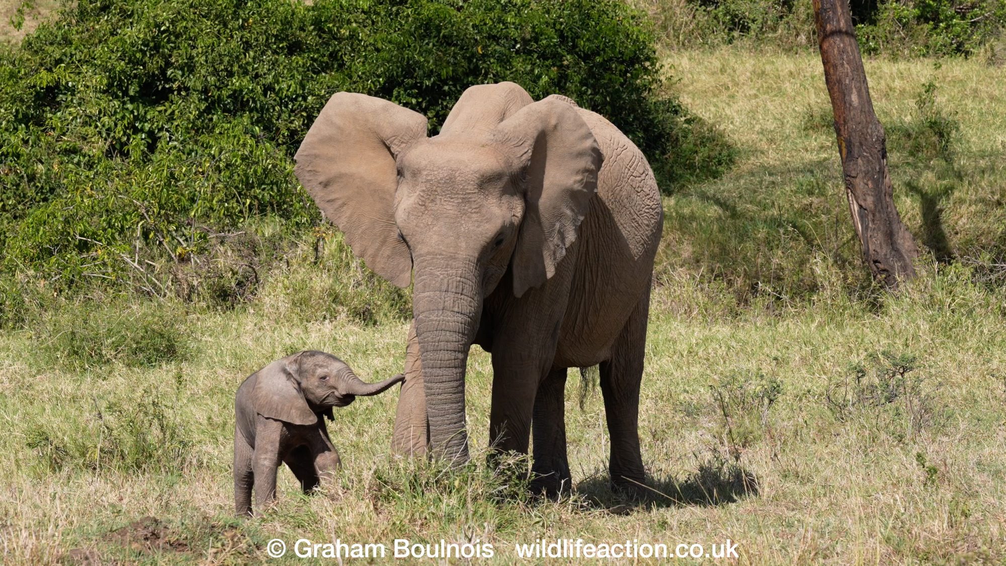 A very young Elephant calf – Maasai Mara 2022