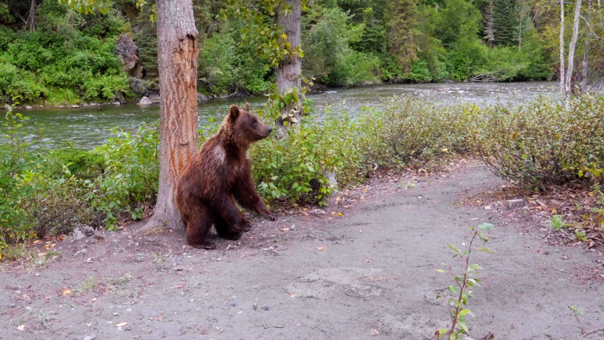Grizzly Bear and cub at the scratching tree – Nakina River, Canada 2022