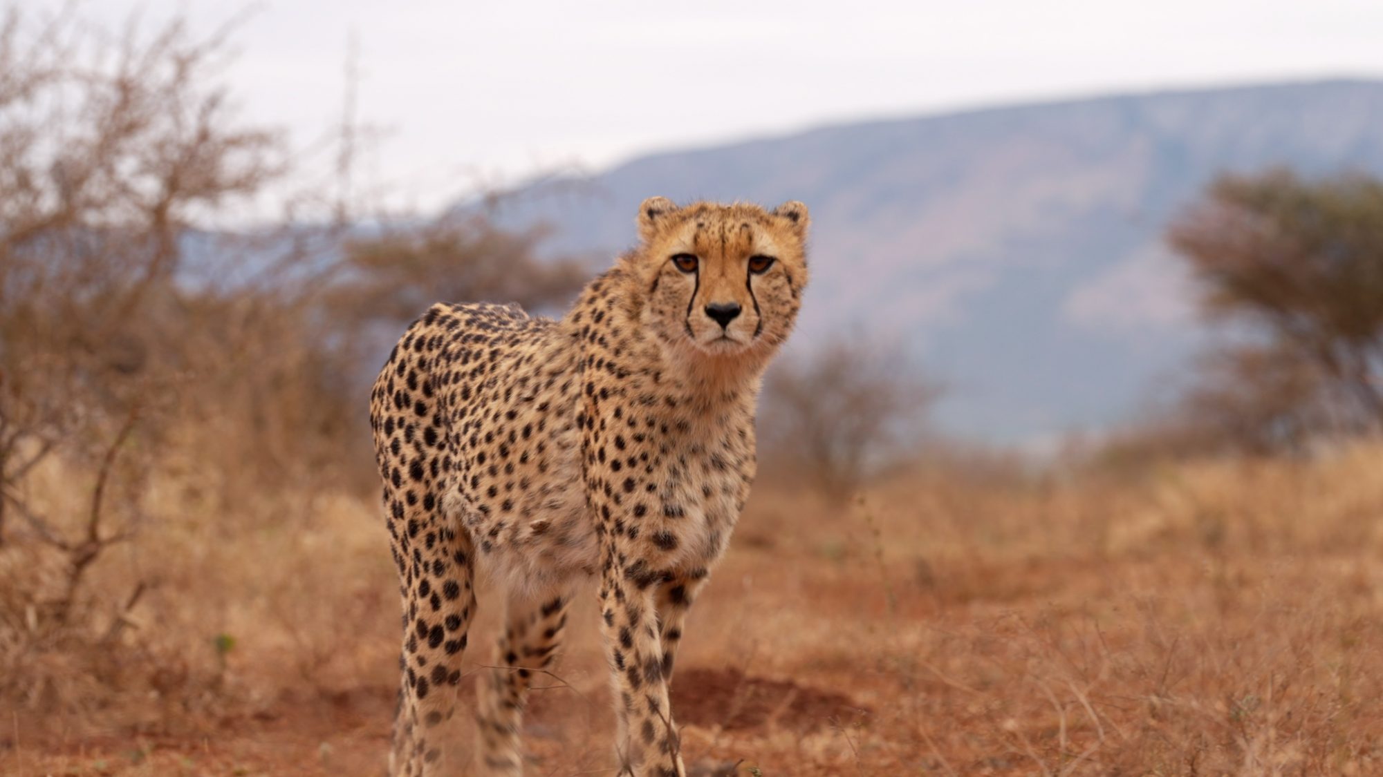 Walking with Cheetahs – Zimanga, South Africa 2022