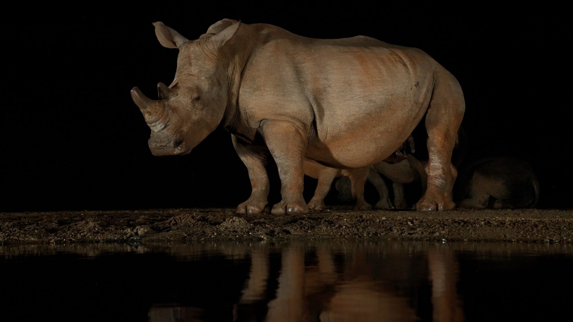 White Rhinos meet at the waterhole – Zimanga, South Africa 2022