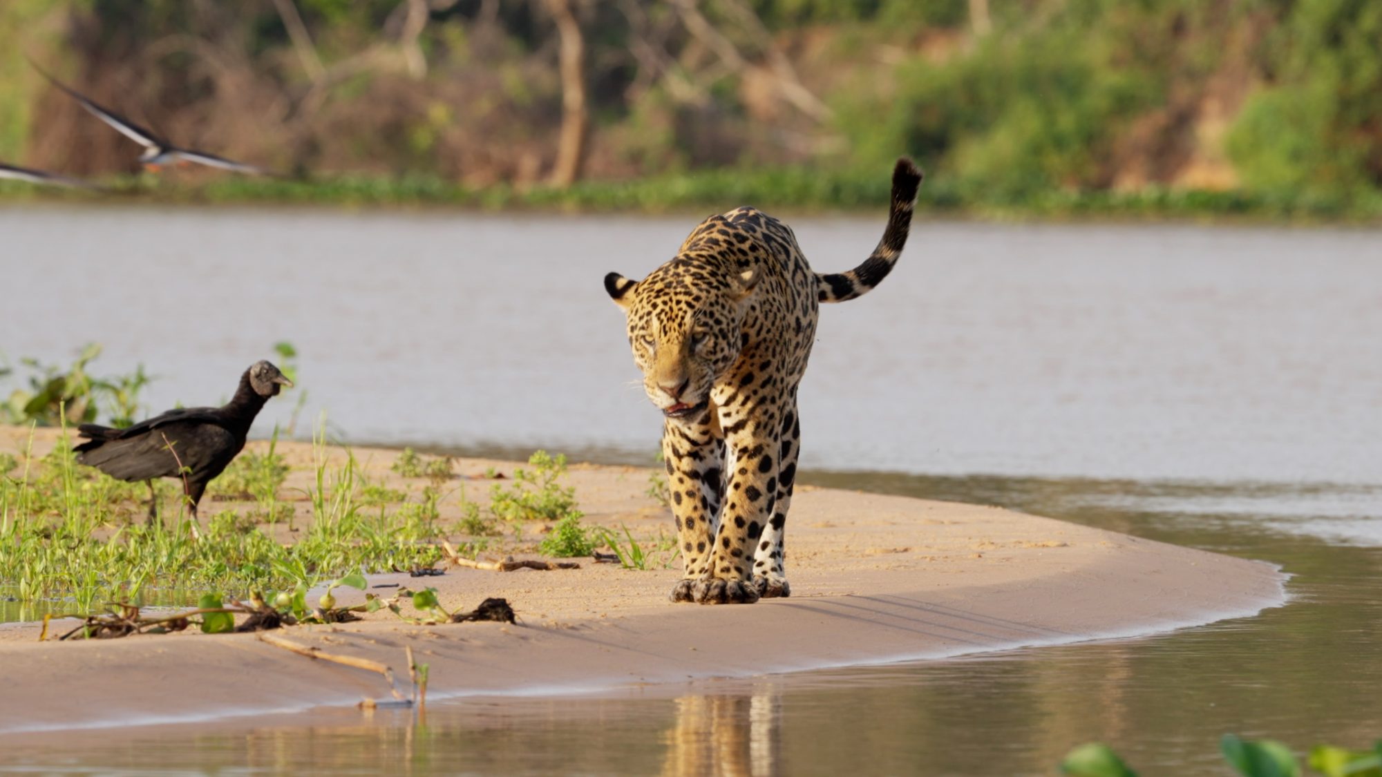 Male Jaguar by the river – Pantanal, Brazil 2022