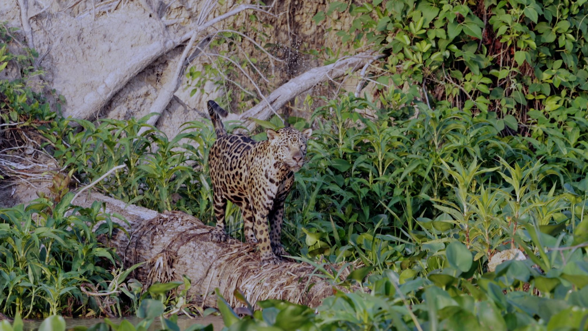Magnificent male Jaguar – Pantanal, Brazil 2022