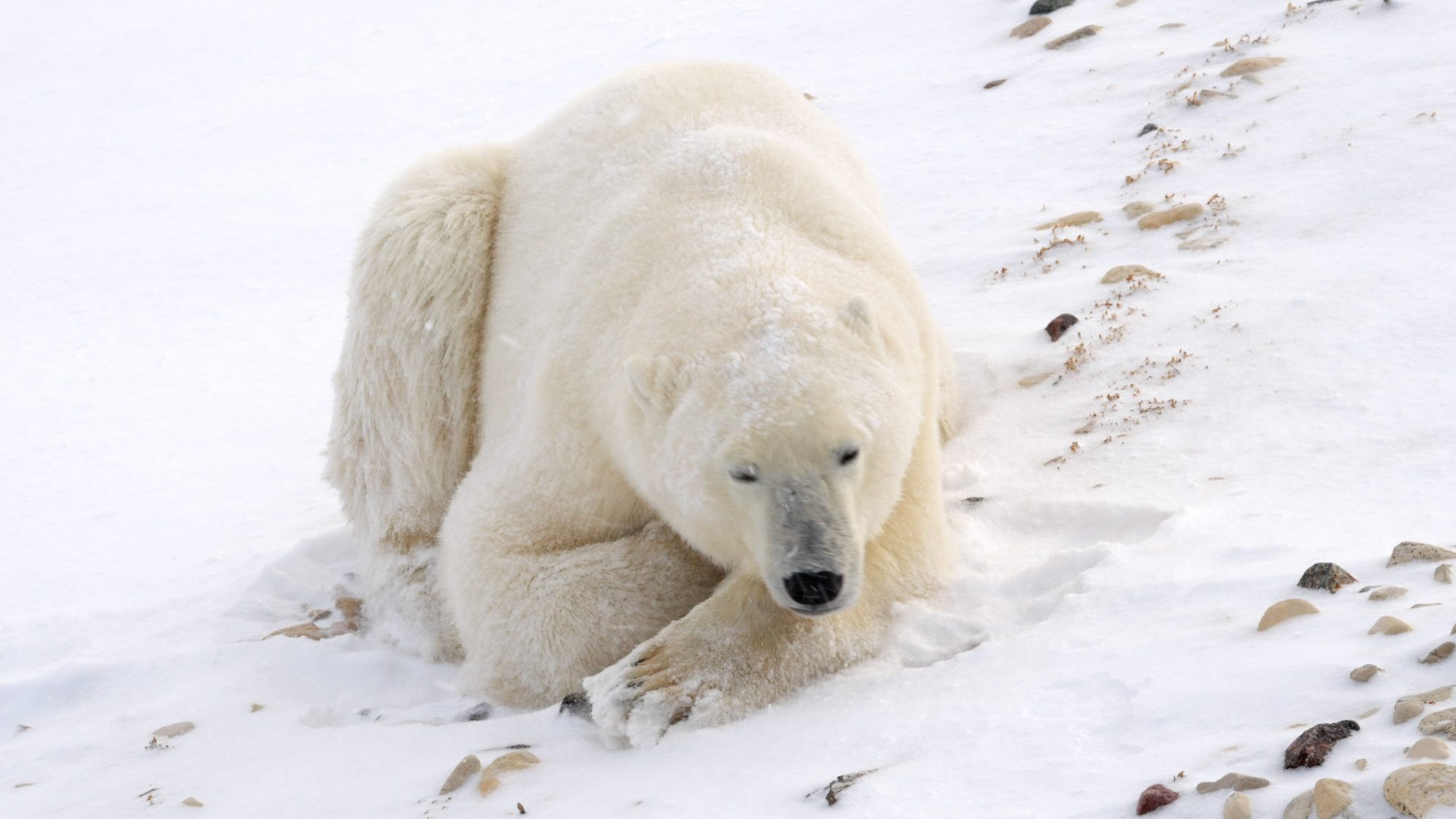 Up close with a huge male Polar Bear – Churchill, Canada 2022