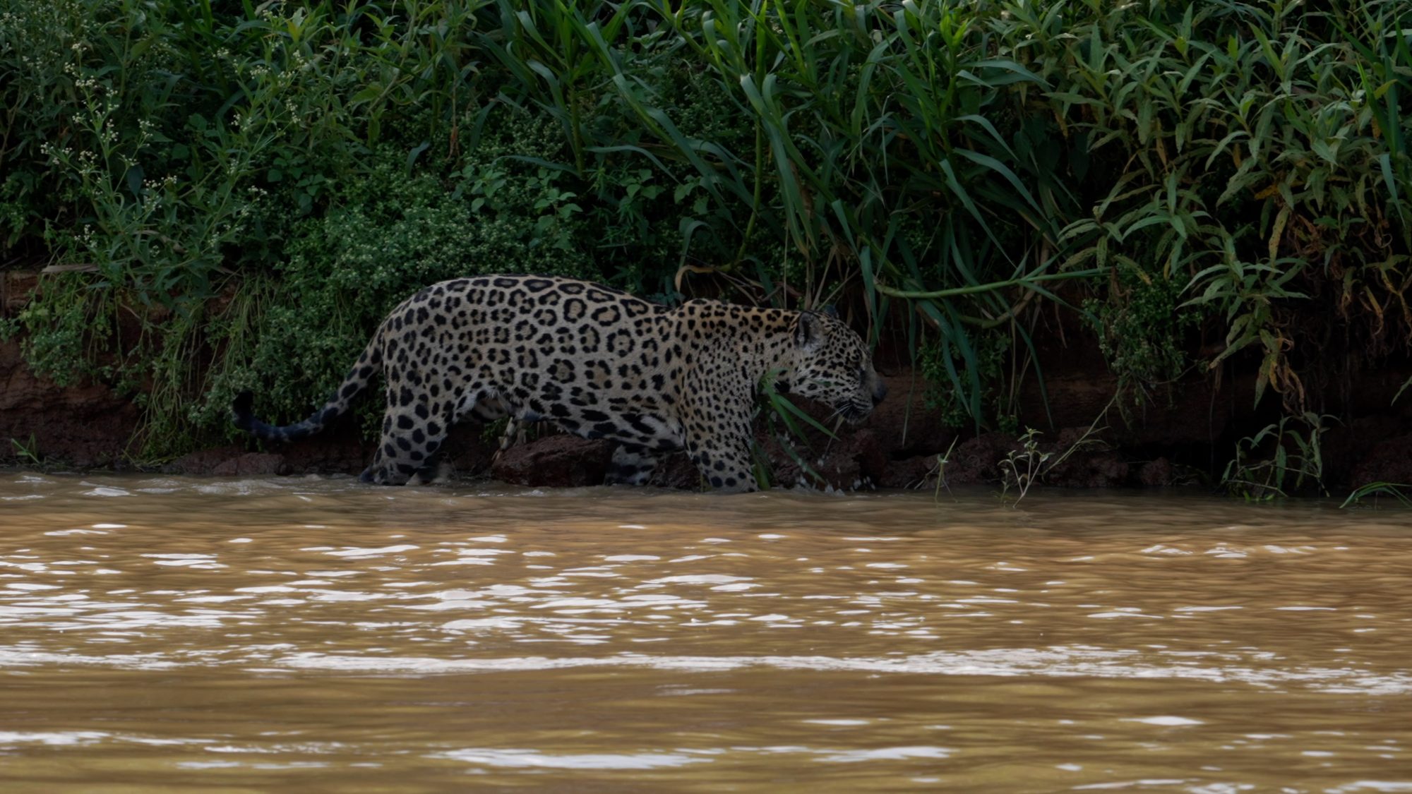 Jaguar along the river bank – Pantanal, Brazil 2022
