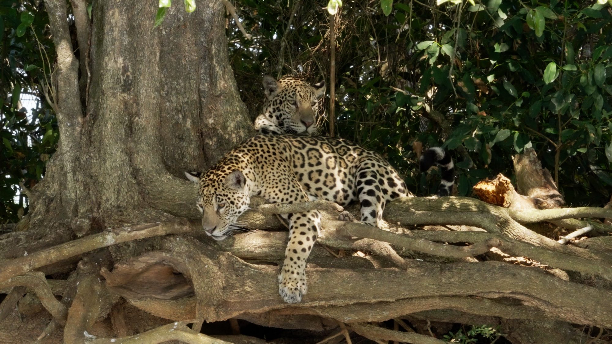 Jaguar cubs – Pantanal, Brazil 2022