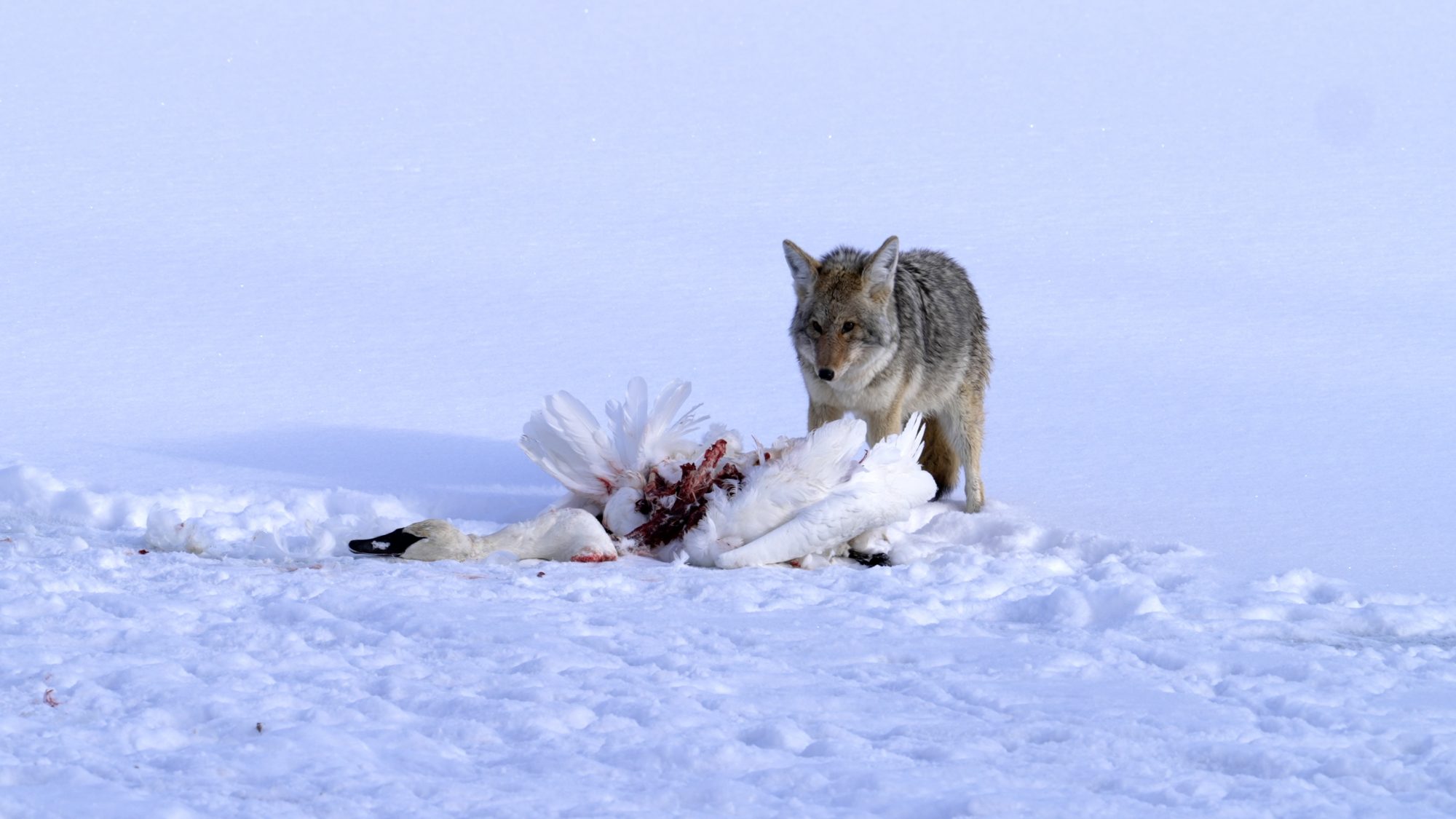 Coyote on a Trumpeter Swan kill – Yellowstone, USA 2023